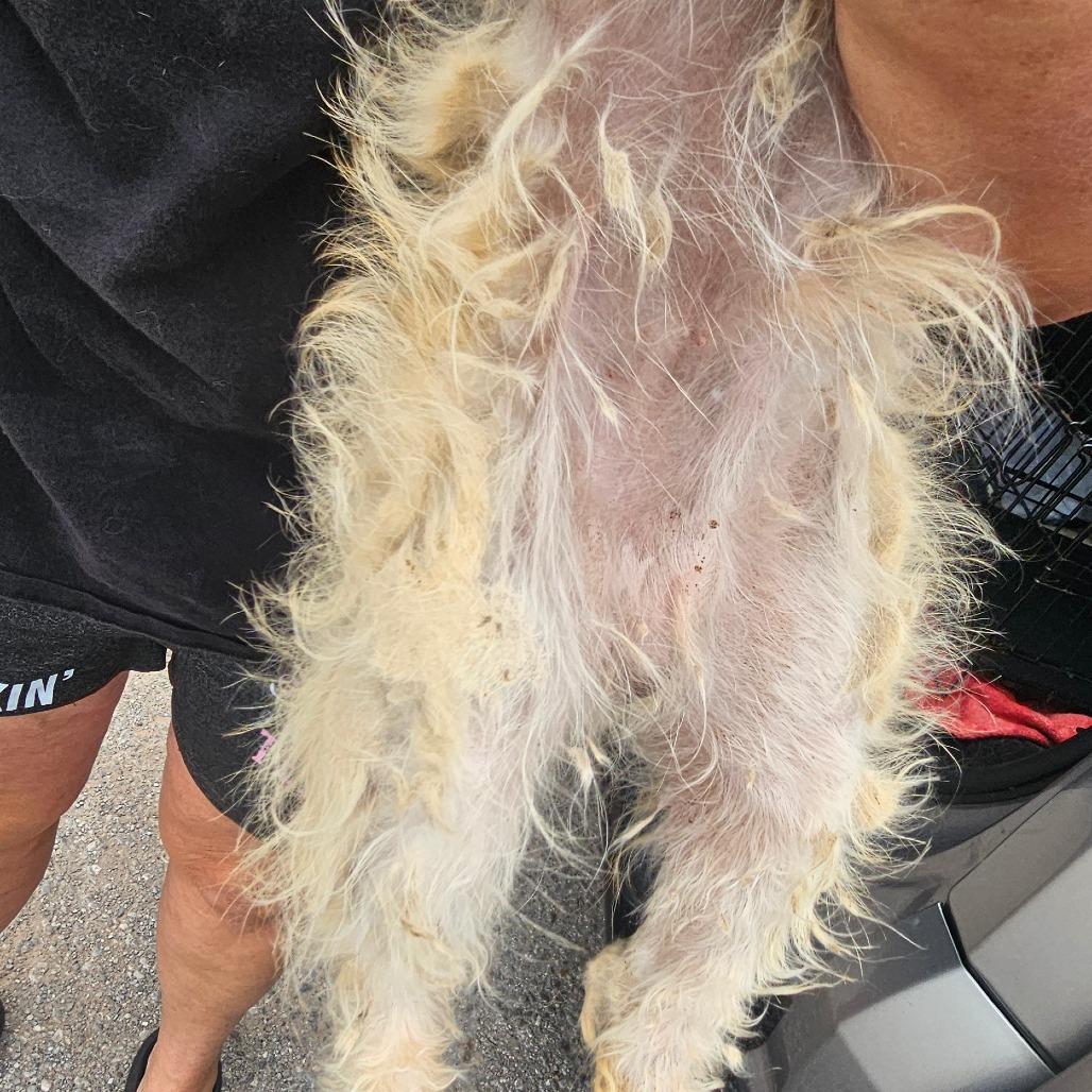 Enlarge Scooter, a Adoptable Schnauzer in Goltry, OK image 4/6