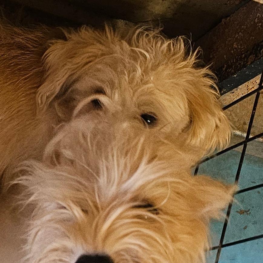 Enlarge Scooter, a Adoptable Schnauzer in Goltry, OK image 5/6