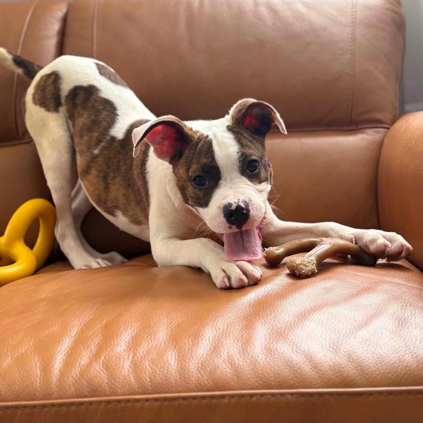 Sally, a ADOPTABLE mixed breed in Philadelphia, PA image 2/6