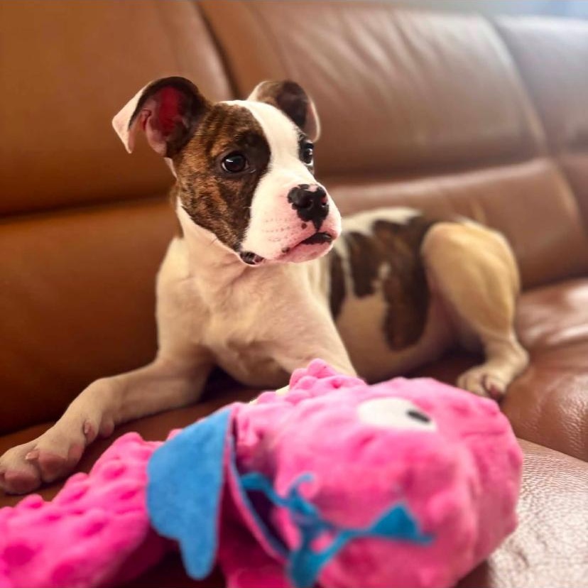 Sally, ADOPTABLE, Puppy Female Boxer & Pit Bull Terrier.