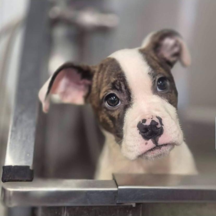 Sally, a ADOPTABLE mixed breed in Philadelphia, PA image 3/6