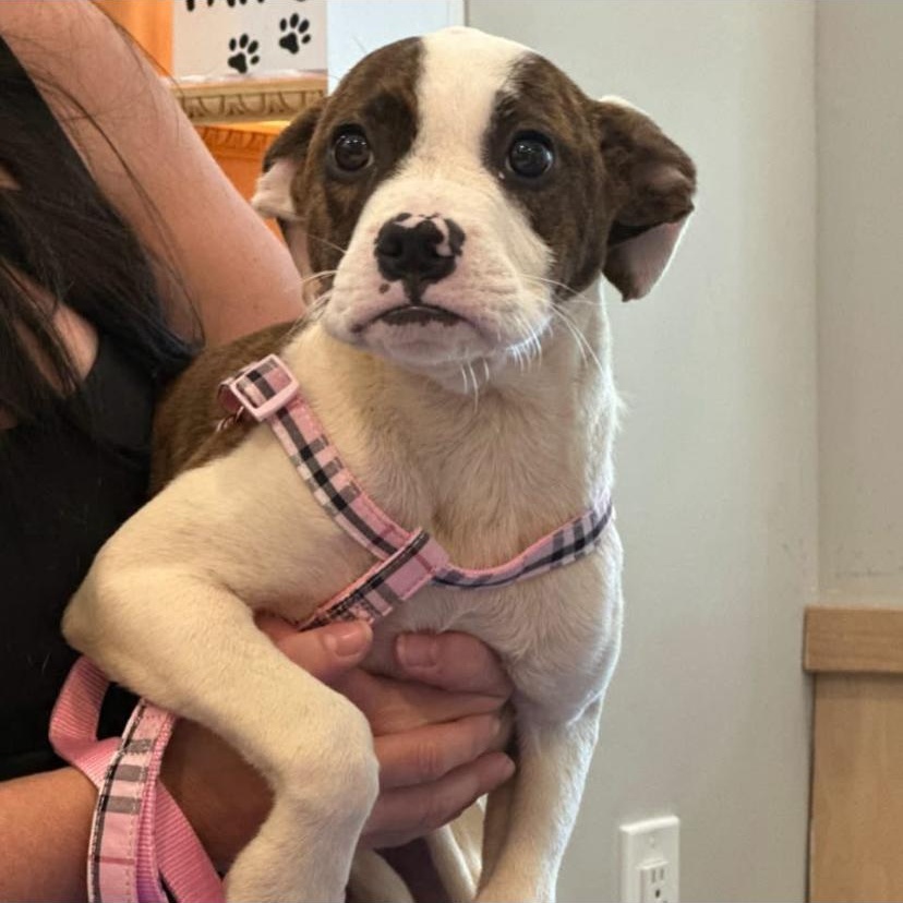Sally, a ADOPTABLE mixed breed in Philadelphia, PA image 6/6