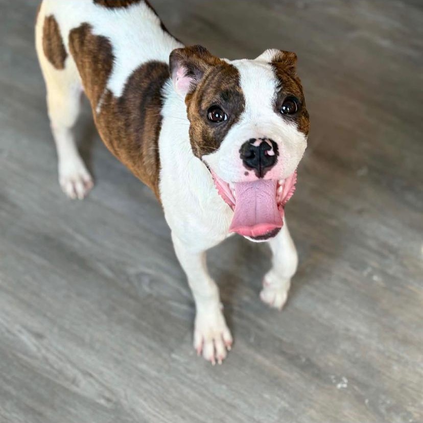 Sally, a ADOPTABLE mixed breed in Philadelphia, PA image 5/6
