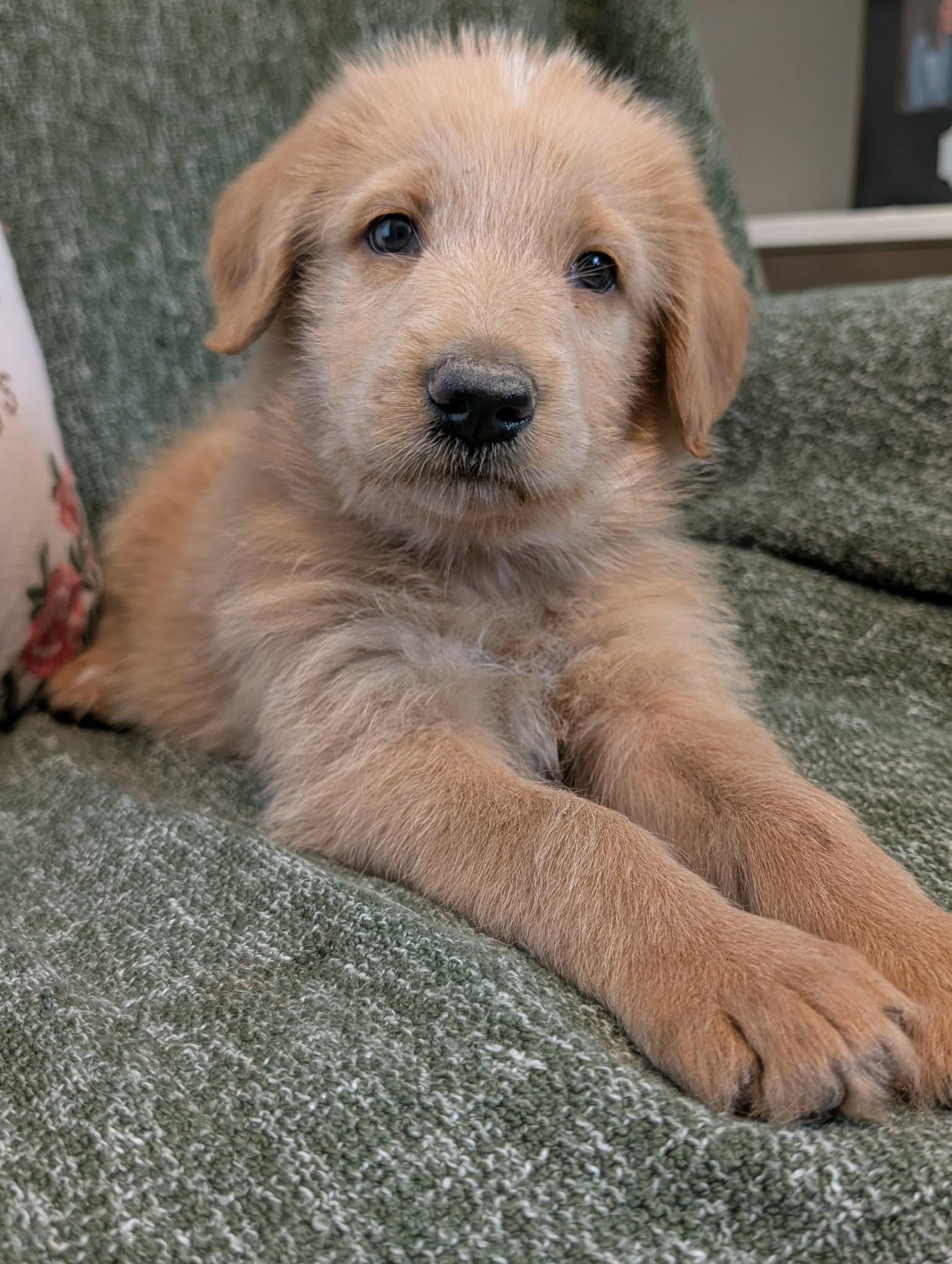 Enlarge Wake, a Adopted mixed breed in Tulsa, OK image 4/6