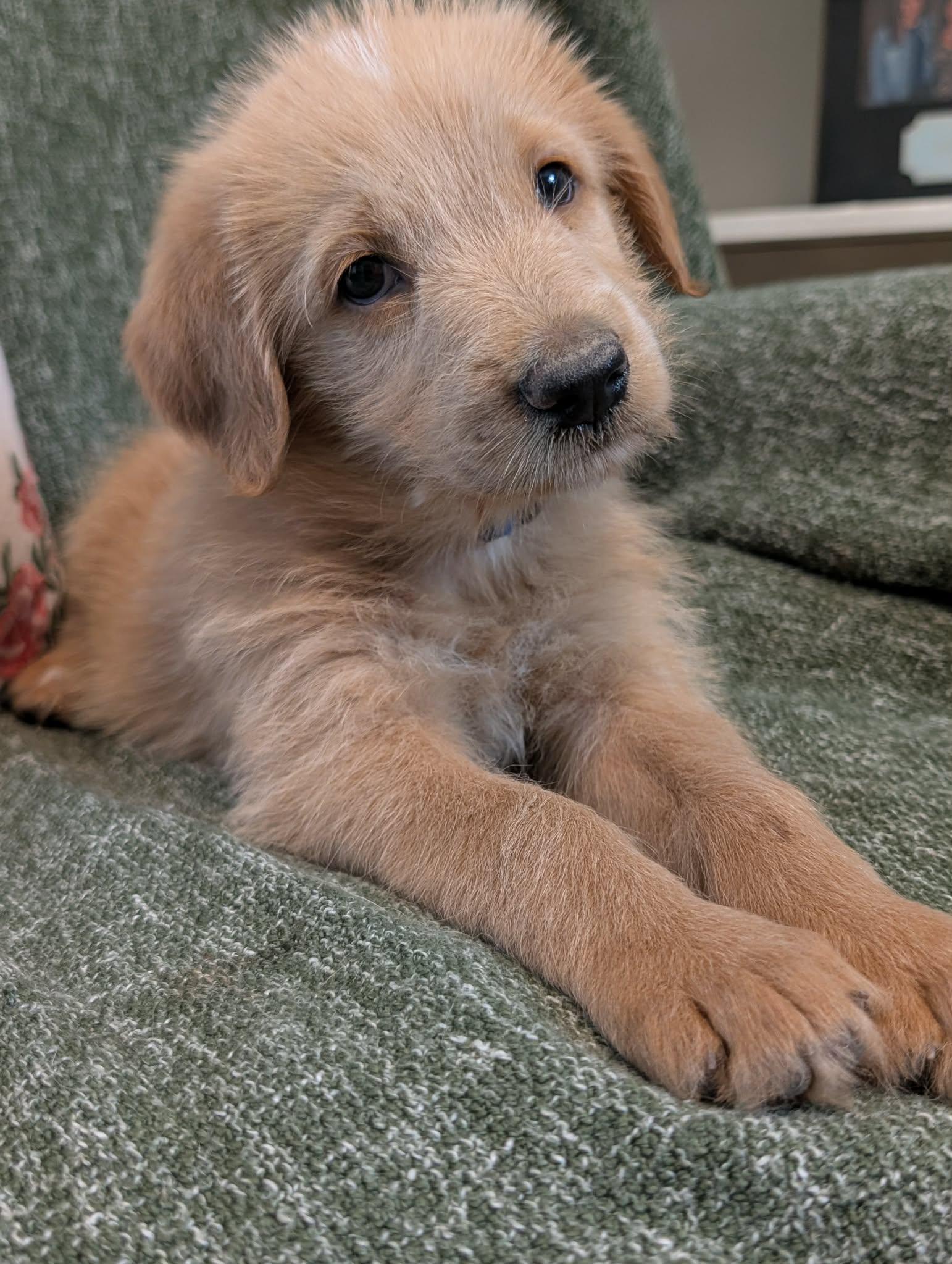 Enlarge Wake, a Adopted mixed breed in Tulsa, OK image 1/6
