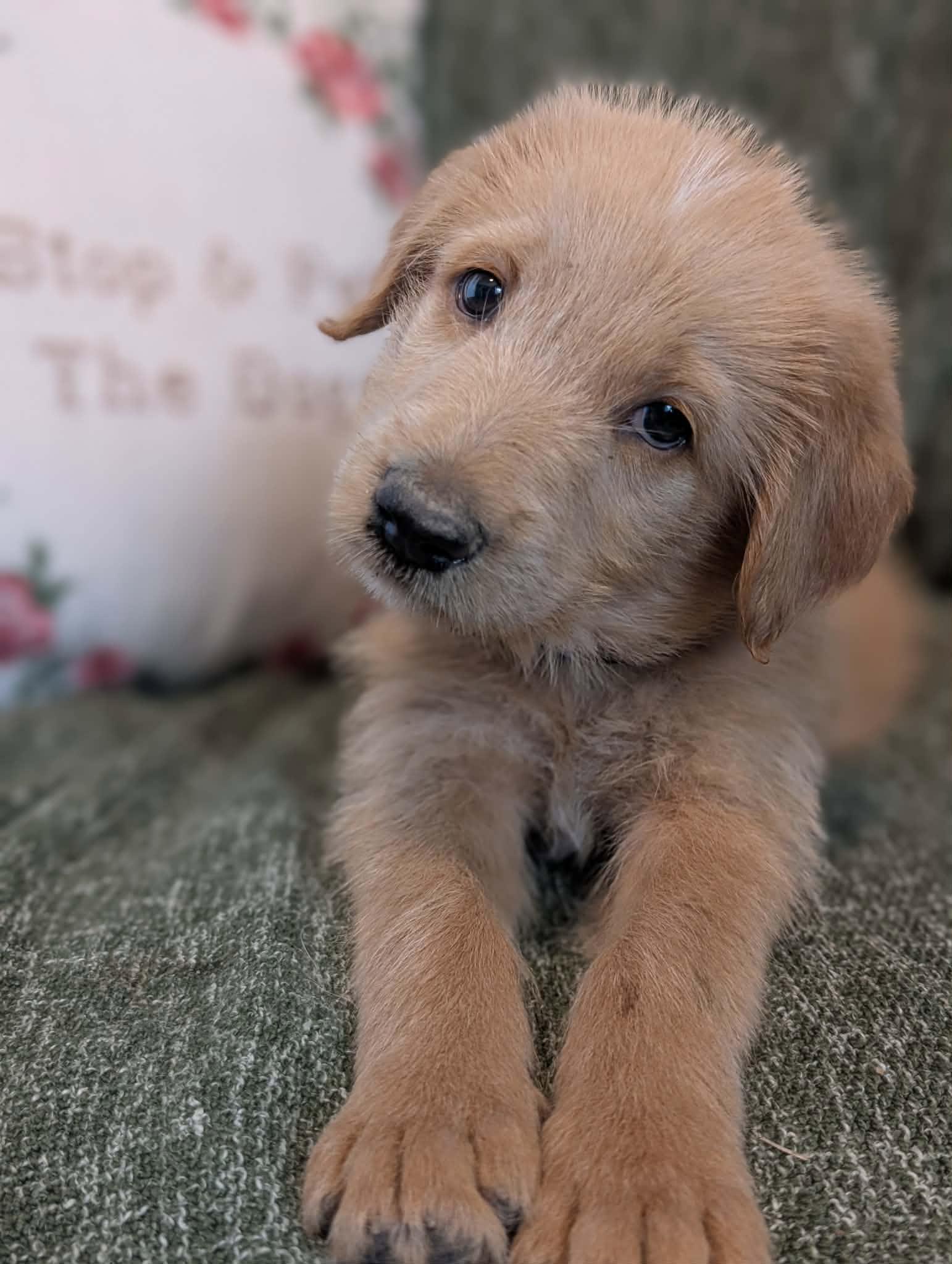 Enlarge Wake, a Adopted mixed breed in Tulsa, OK image 3/6