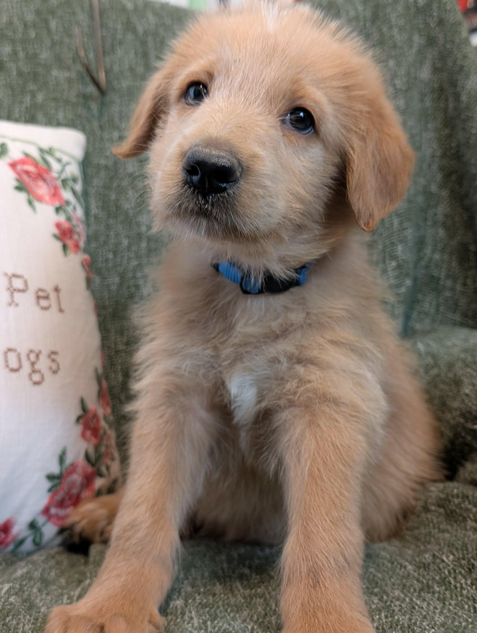 Enlarge Wake, a Adopted mixed breed in Tulsa, OK image 6/6