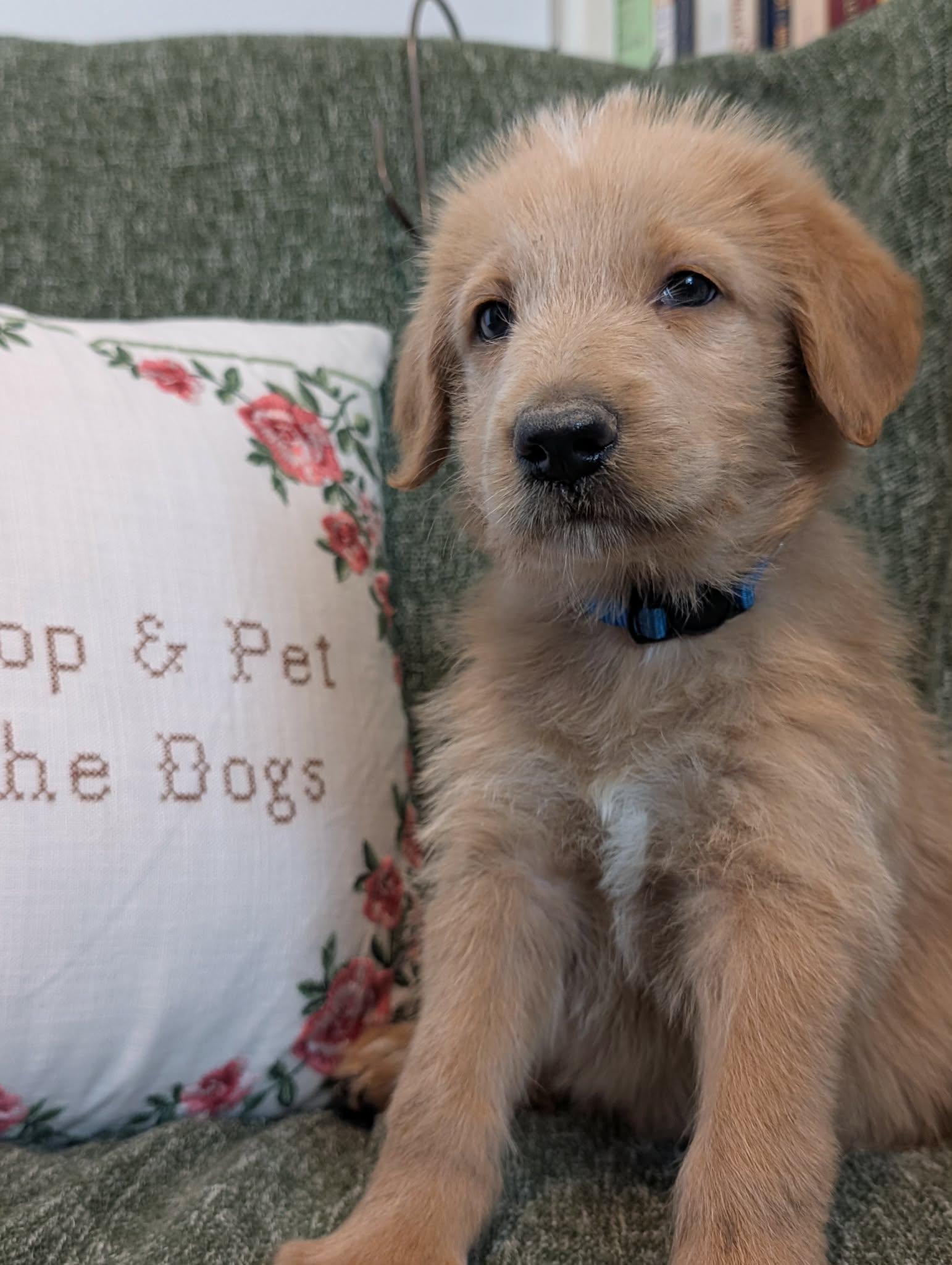 Enlarge Wake, a Adopted mixed breed in Tulsa, OK image 5/6