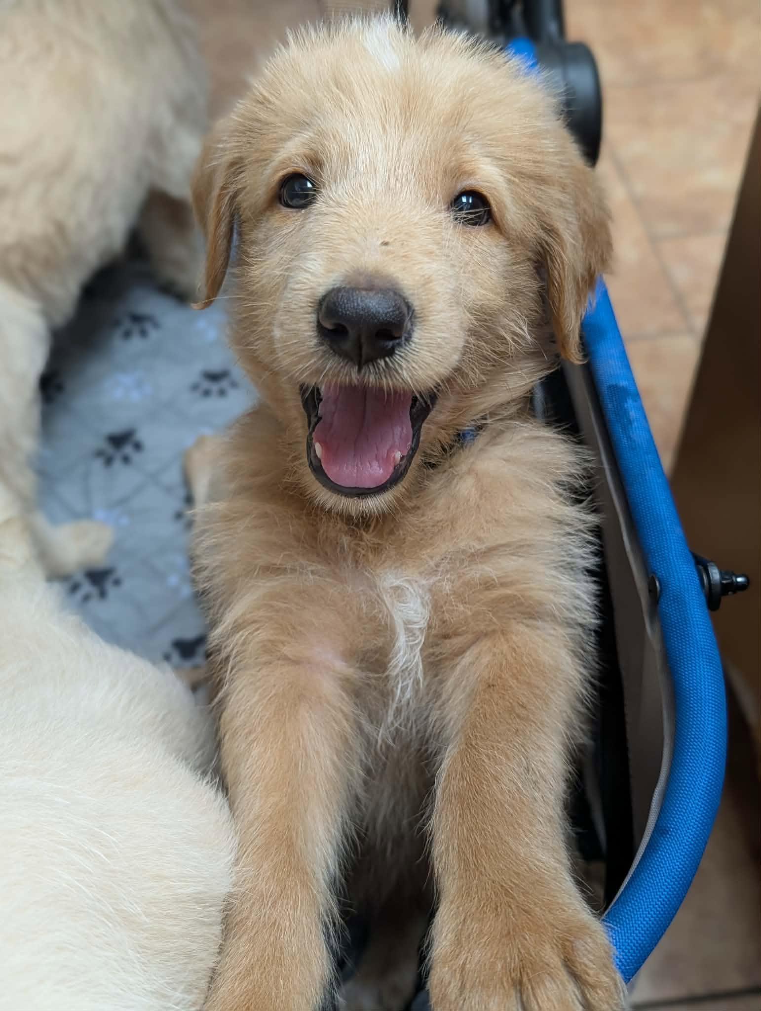 Enlarge Wake, a Adopted mixed breed in Tulsa, OK image 2/6