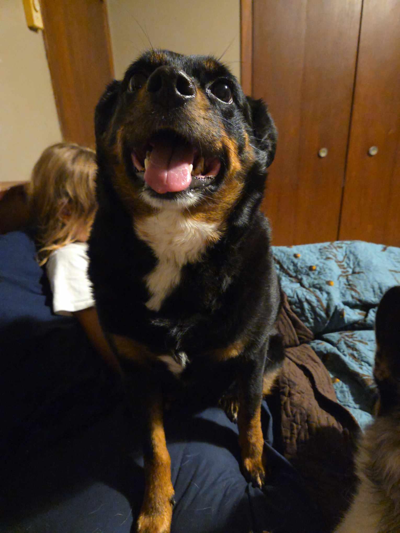 Enlarge Bailey, a Adoptable mixed breed in Watertown, WI image 5/5