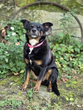 Enlarge Bailey, a Adoptable mixed breed in Watertown, WI image 2/5