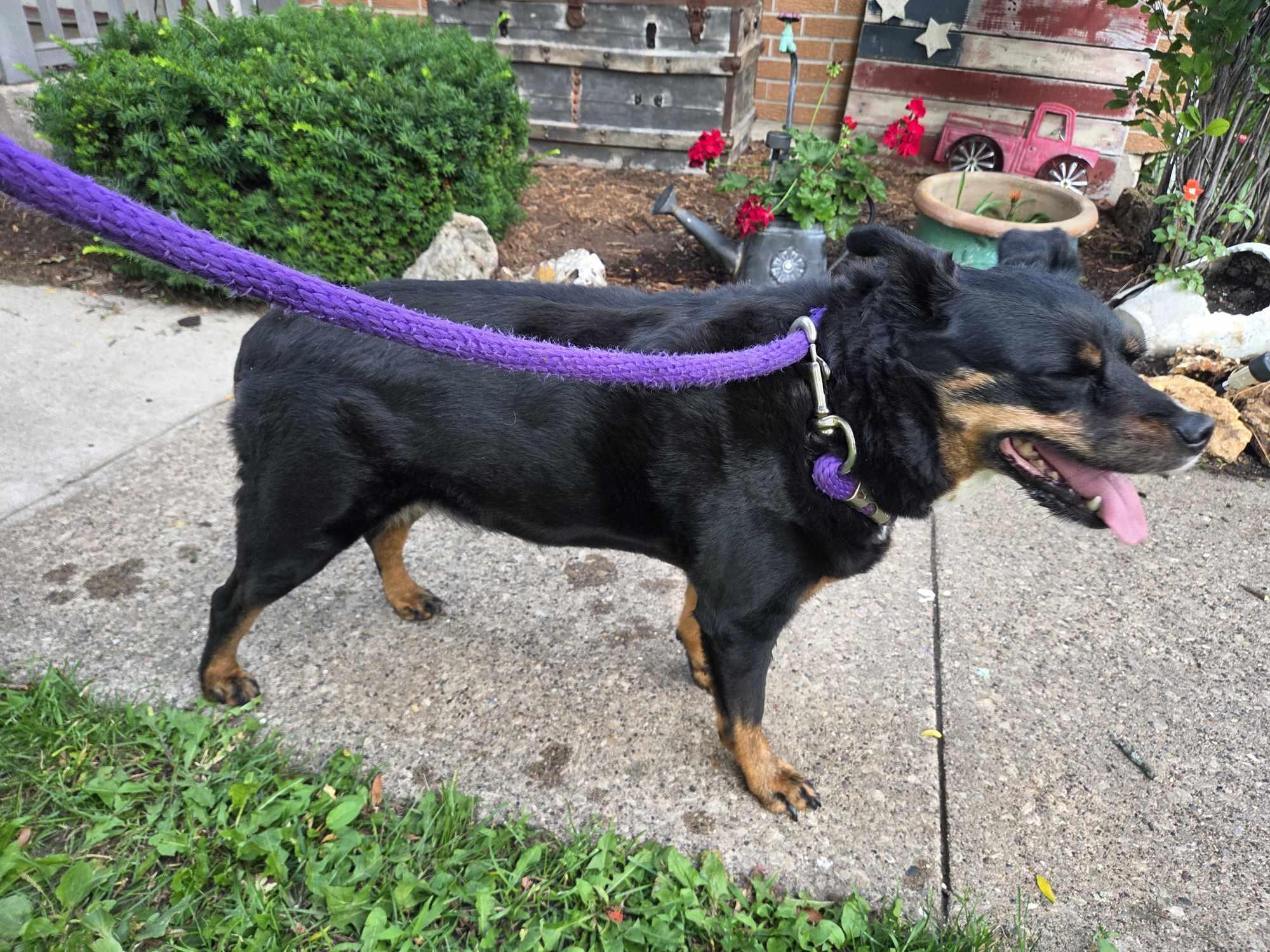 Enlarge Bailey, a Adoptable mixed breed in Watertown, WI image 4/5