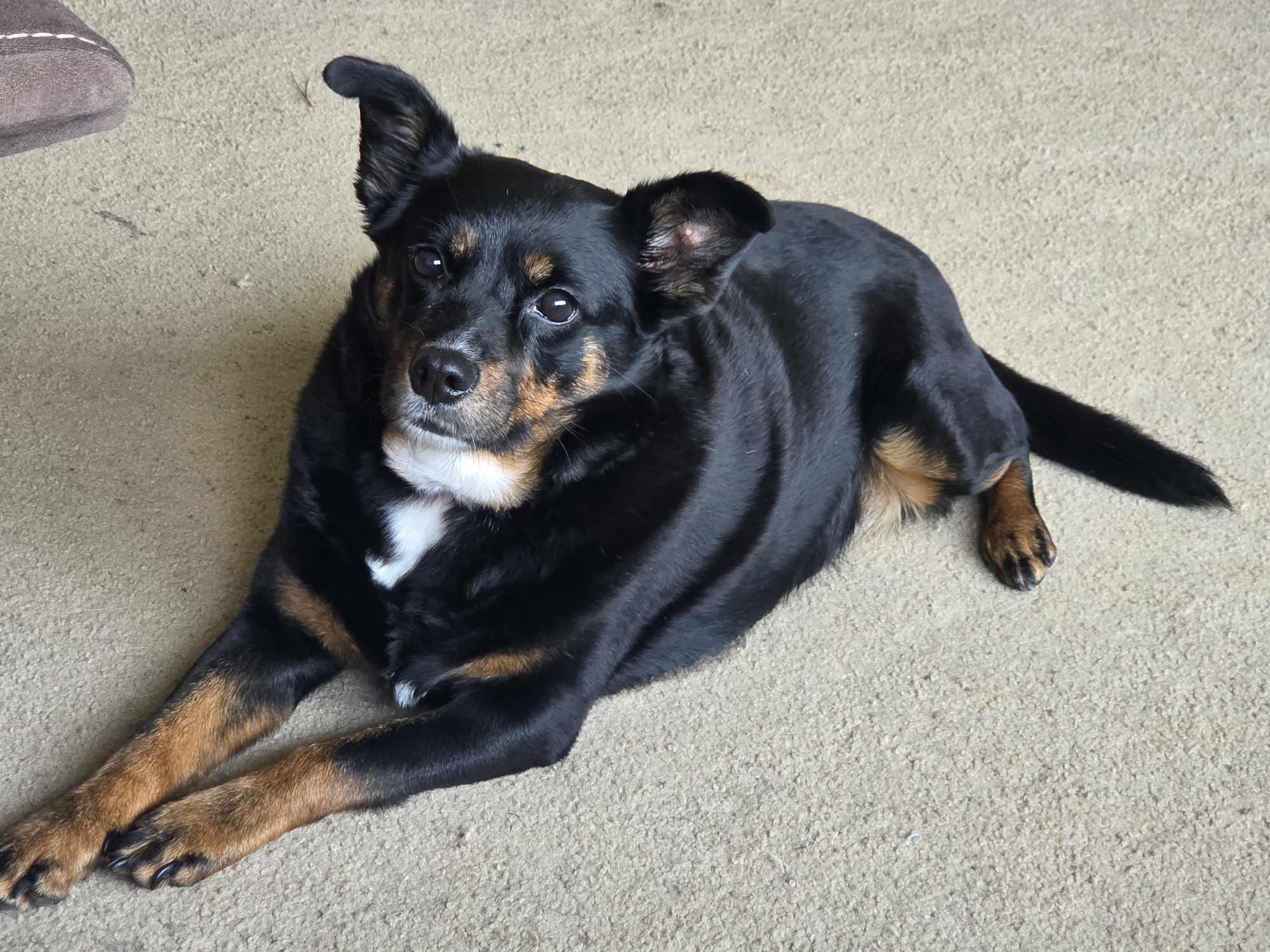 Enlarge Bailey, a Adoptable mixed breed in Watertown, WI image 3/5