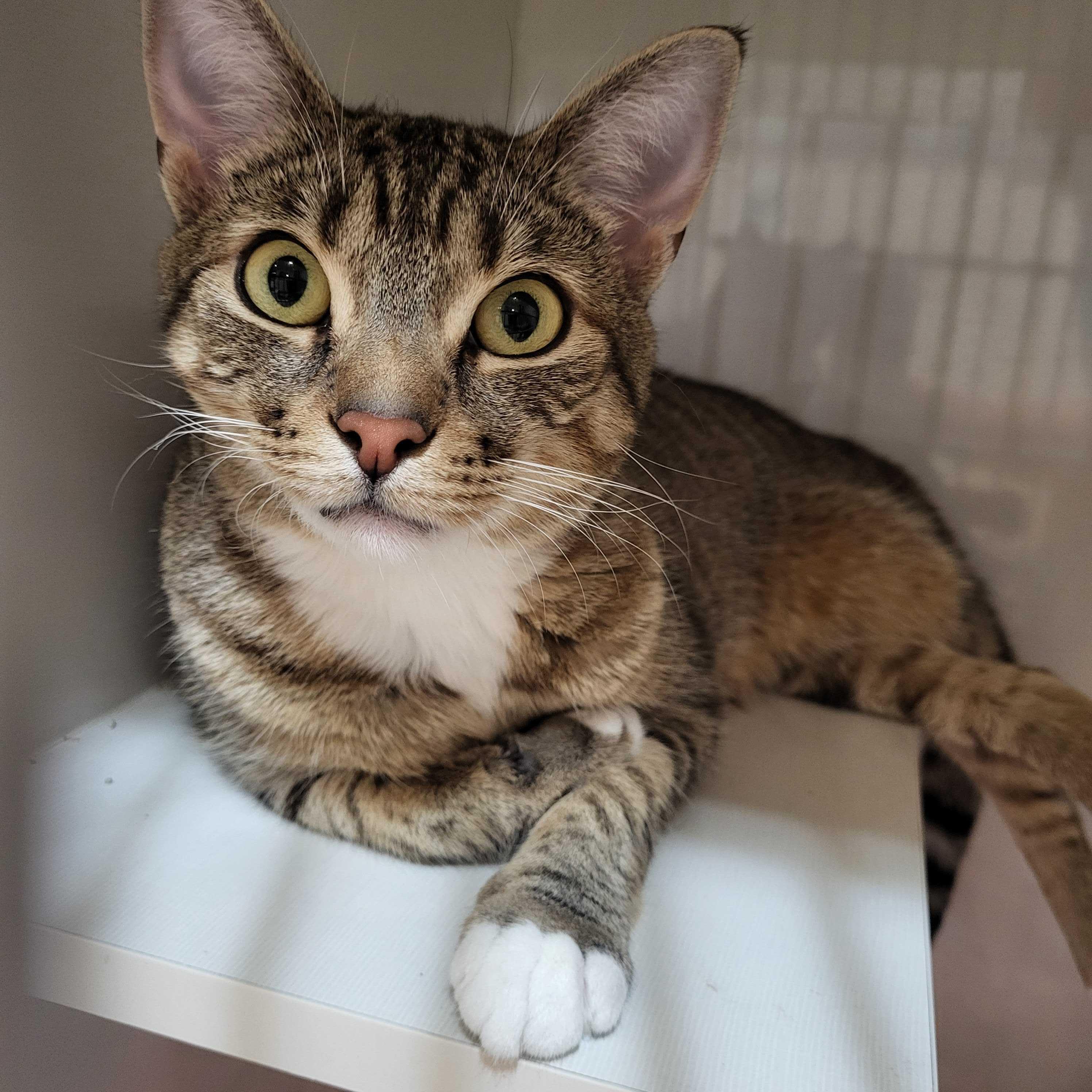 Paris (bonded to Prince), ADOPTABLE, Young Female Domestic Short Hair.