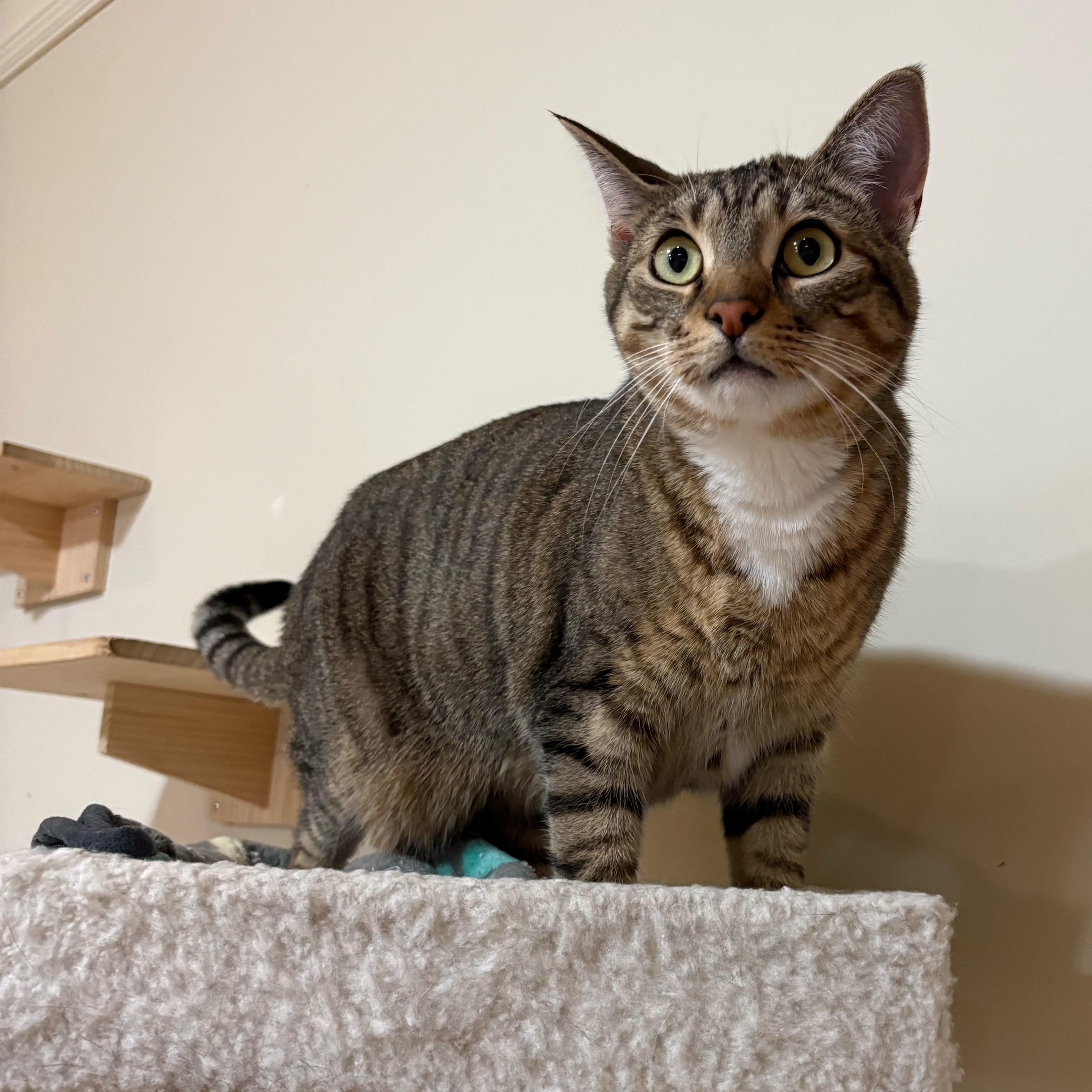 Enlarge Paris (bonded to Prince), a ADOPTABLE Domestic Short Hair in East Brunswick, NJ image 5/6