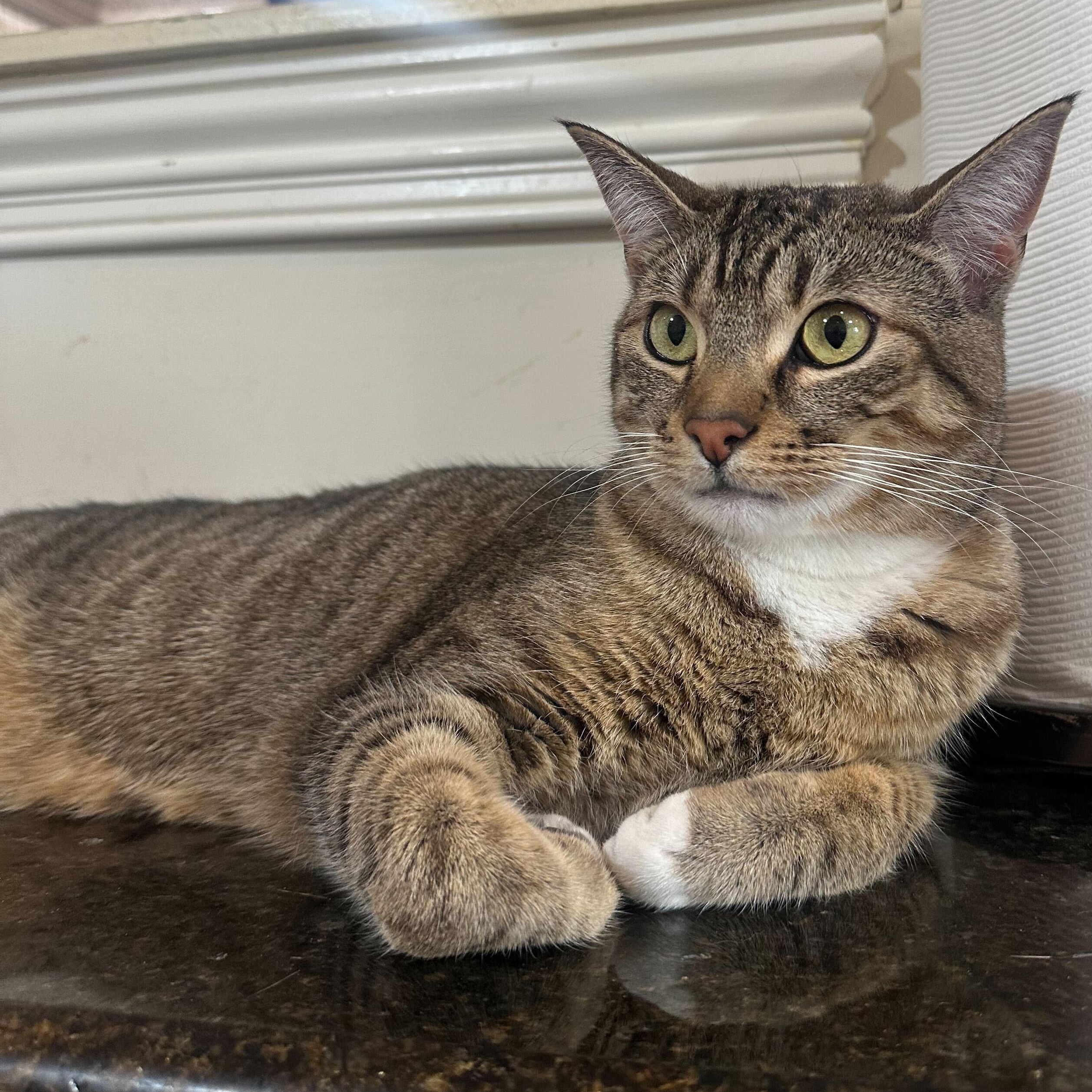 Enlarge Paris (bonded to Prince), a ADOPTABLE Domestic Short Hair in East Brunswick, NJ image 6/6