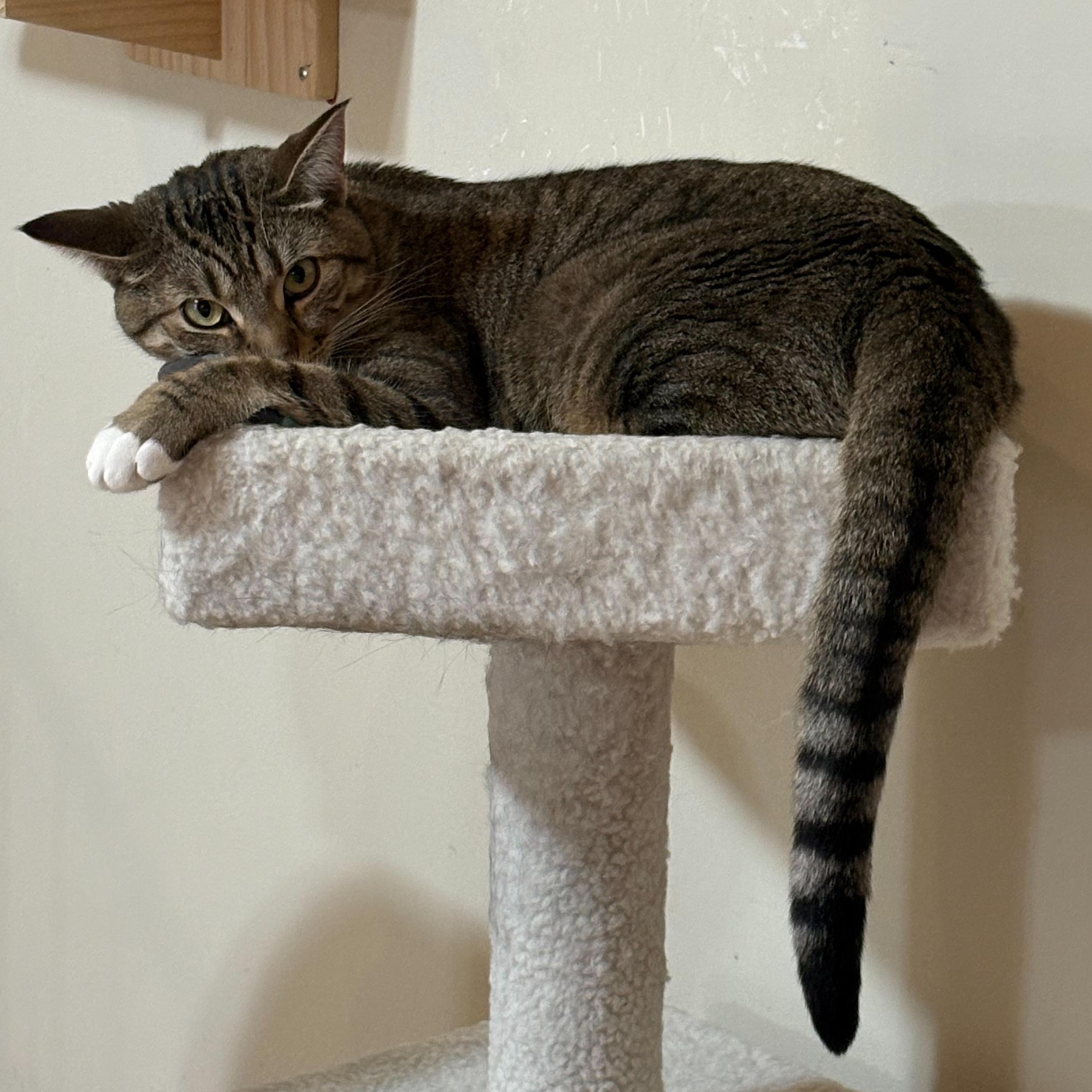 Enlarge Paris (bonded to Prince), a ADOPTABLE Domestic Short Hair in East Brunswick, NJ image 4/6