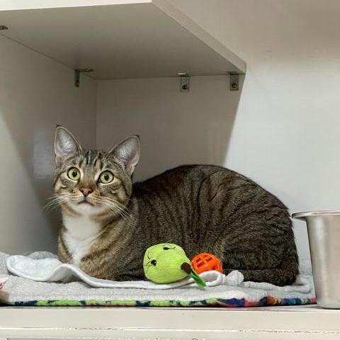 Paris (bonded to Prince), ADOPTABLE, Young Female Domestic Short Hair.