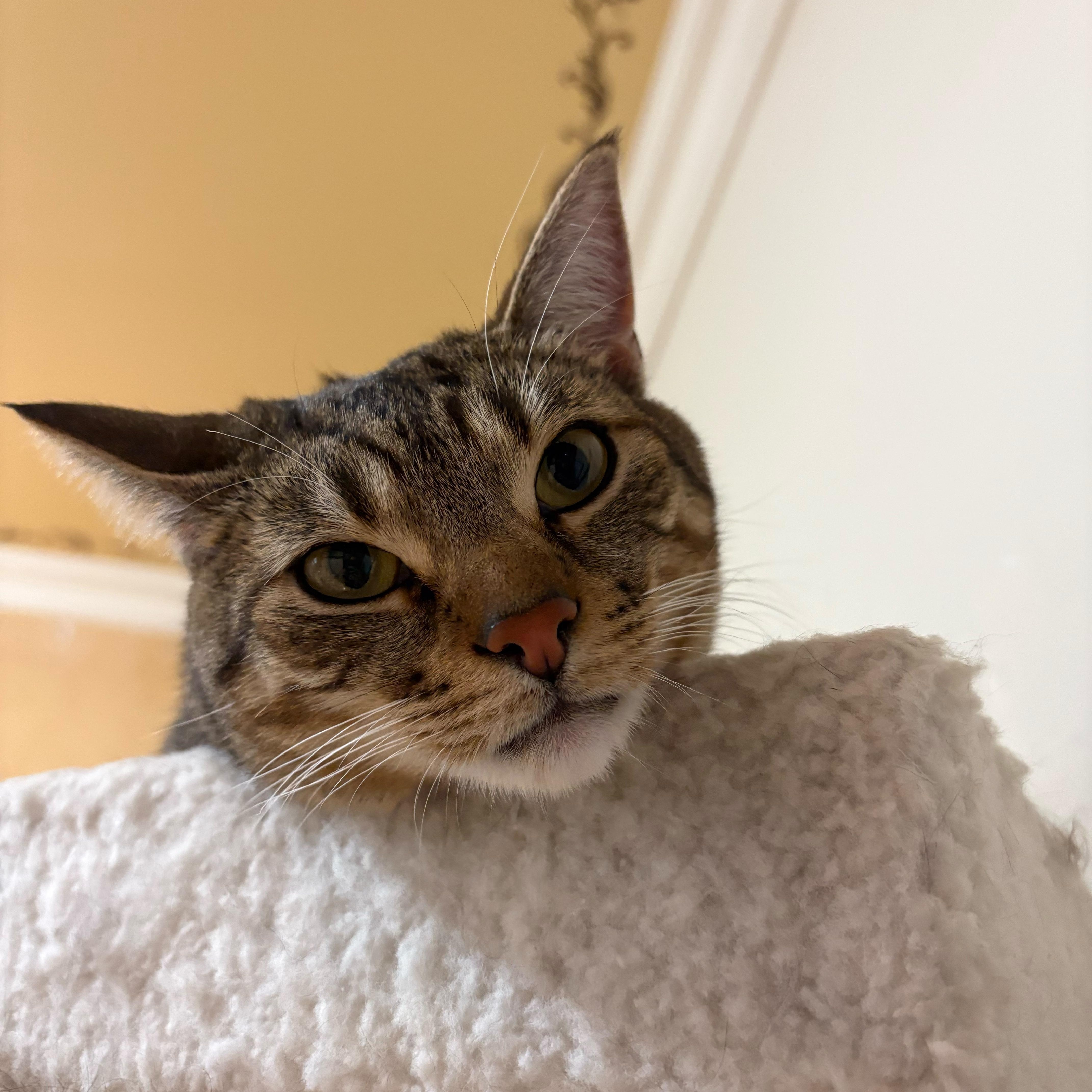 Enlarge Paris (bonded to Prince), a ADOPTABLE Domestic Short Hair in East Brunswick, NJ image 3/6