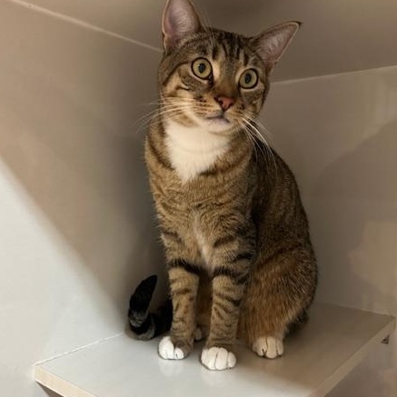 Enlarge Paris (bonded to Prince), a ADOPTABLE Domestic Short Hair in East Brunswick, NJ image 2/6