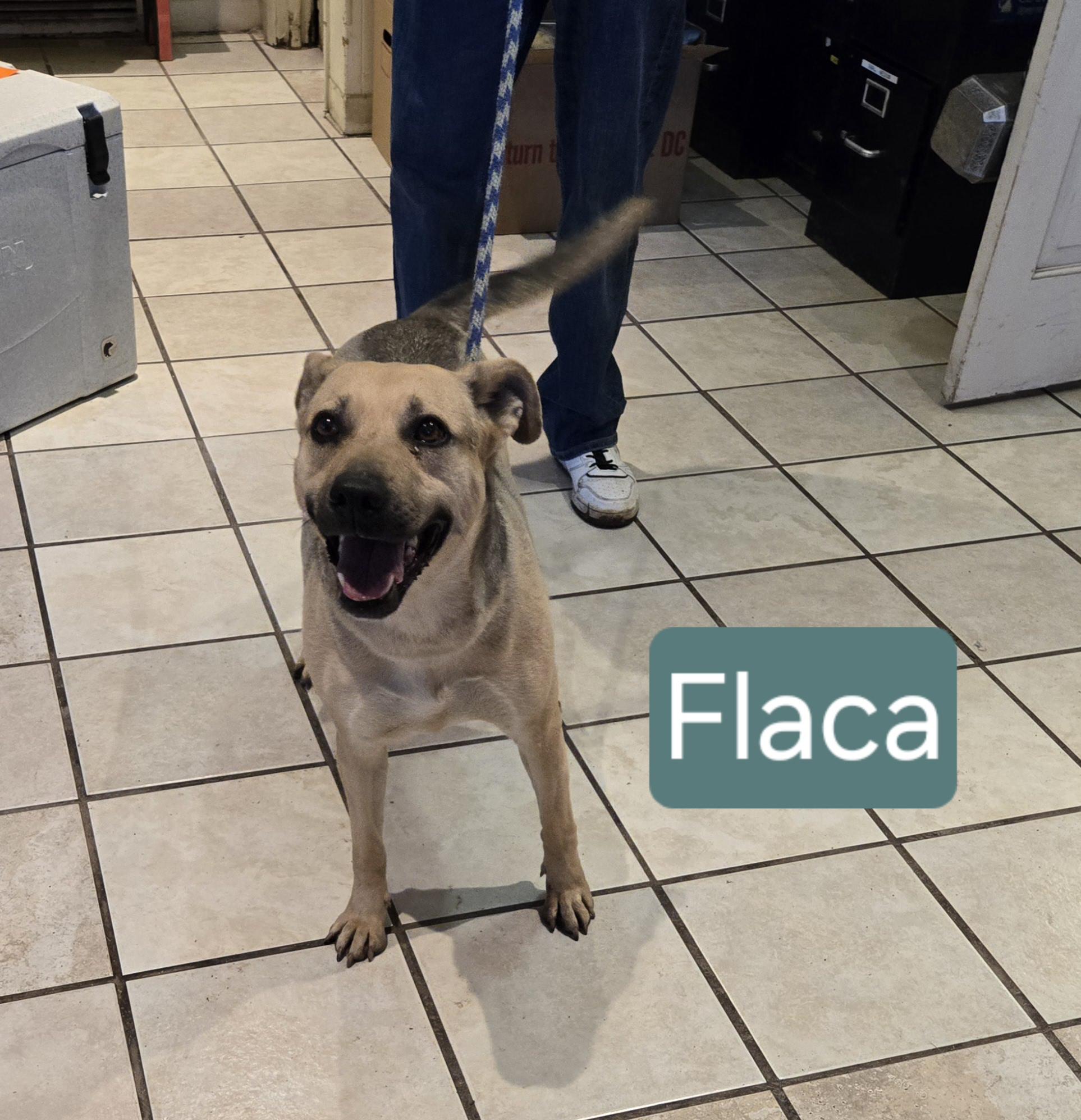 Flaca, a Adoptable mixed breed image 2/4