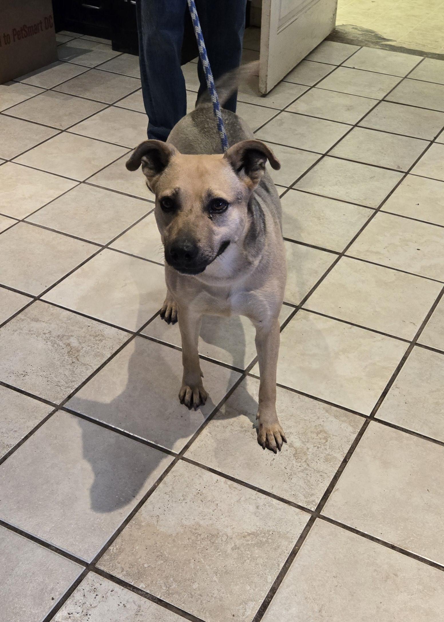 Flaca, Adult Female German Shepherd Dog