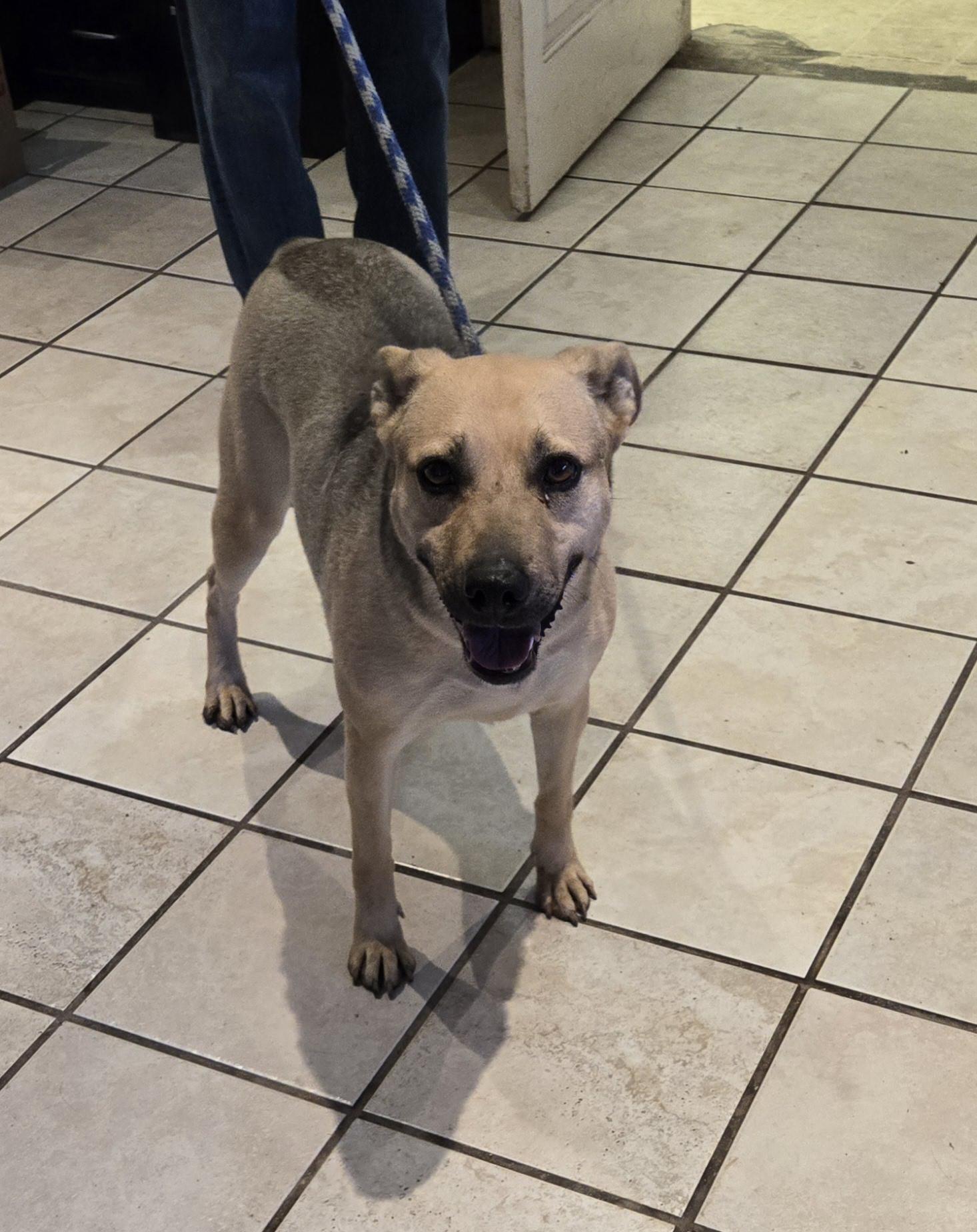 Flaca, a Adoptable mixed breed image 3/4