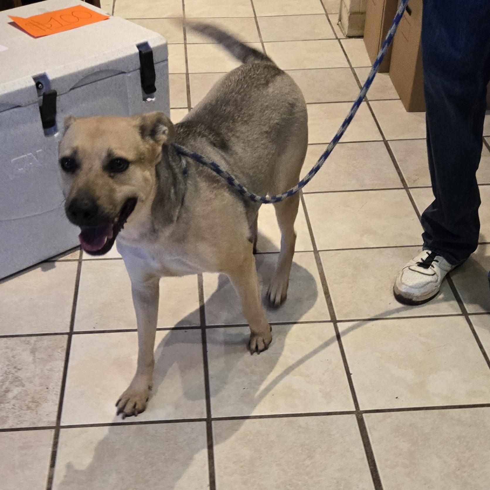 Flaca, a Adoptable mixed breed image 4/4