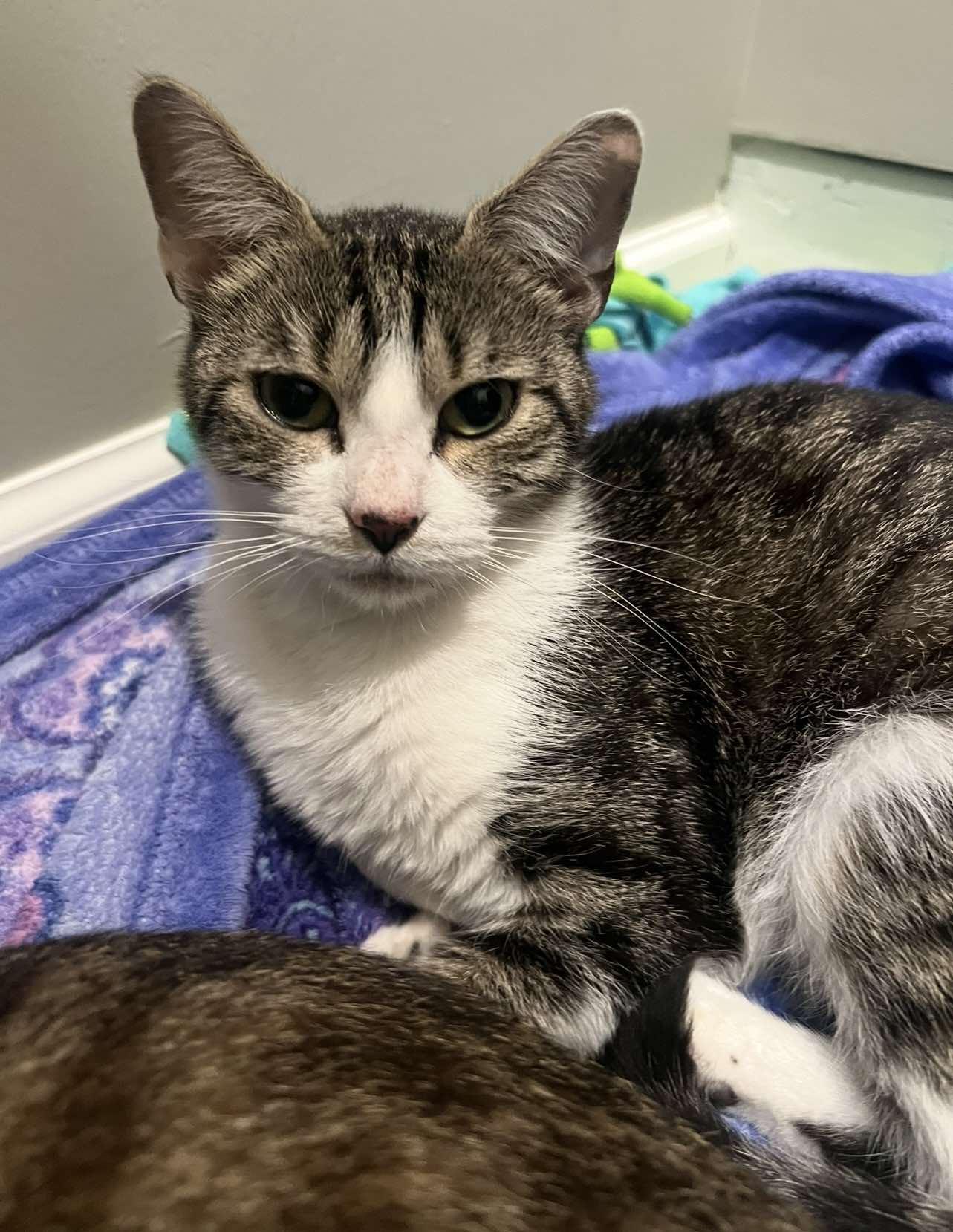 Enlarge Ivy, a Adoptable Domestic Short Hair in Maple Heights, OH image 1/3