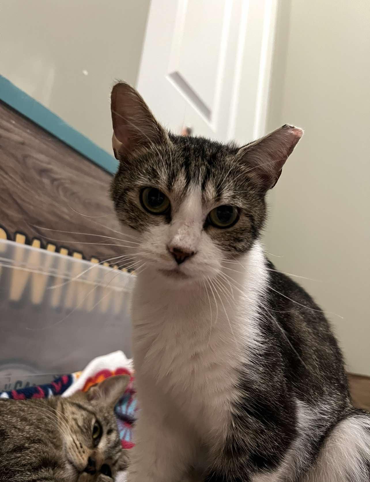 Enlarge Ivy, a Adoptable Domestic Short Hair in Maple Heights, OH image 2/3