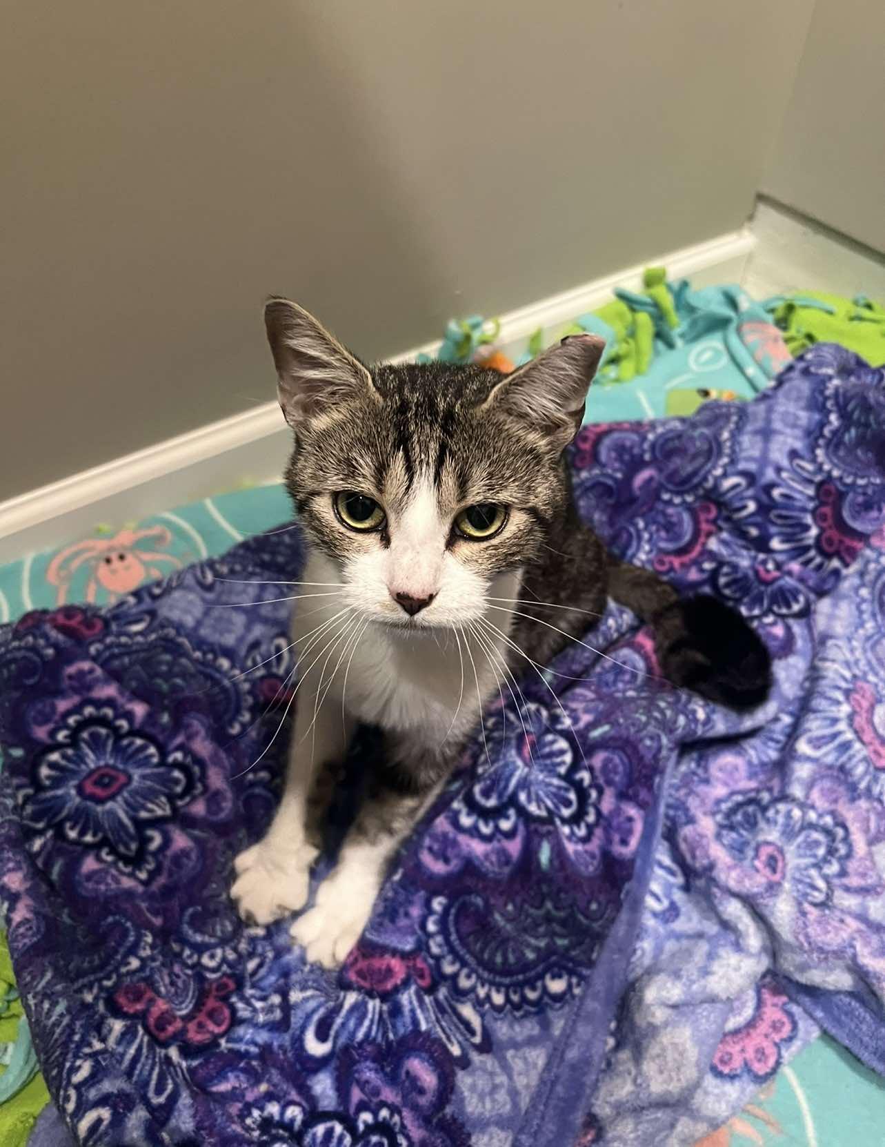 Enlarge Ivy, a Adoptable Domestic Short Hair in Maple Heights, OH image 3/3