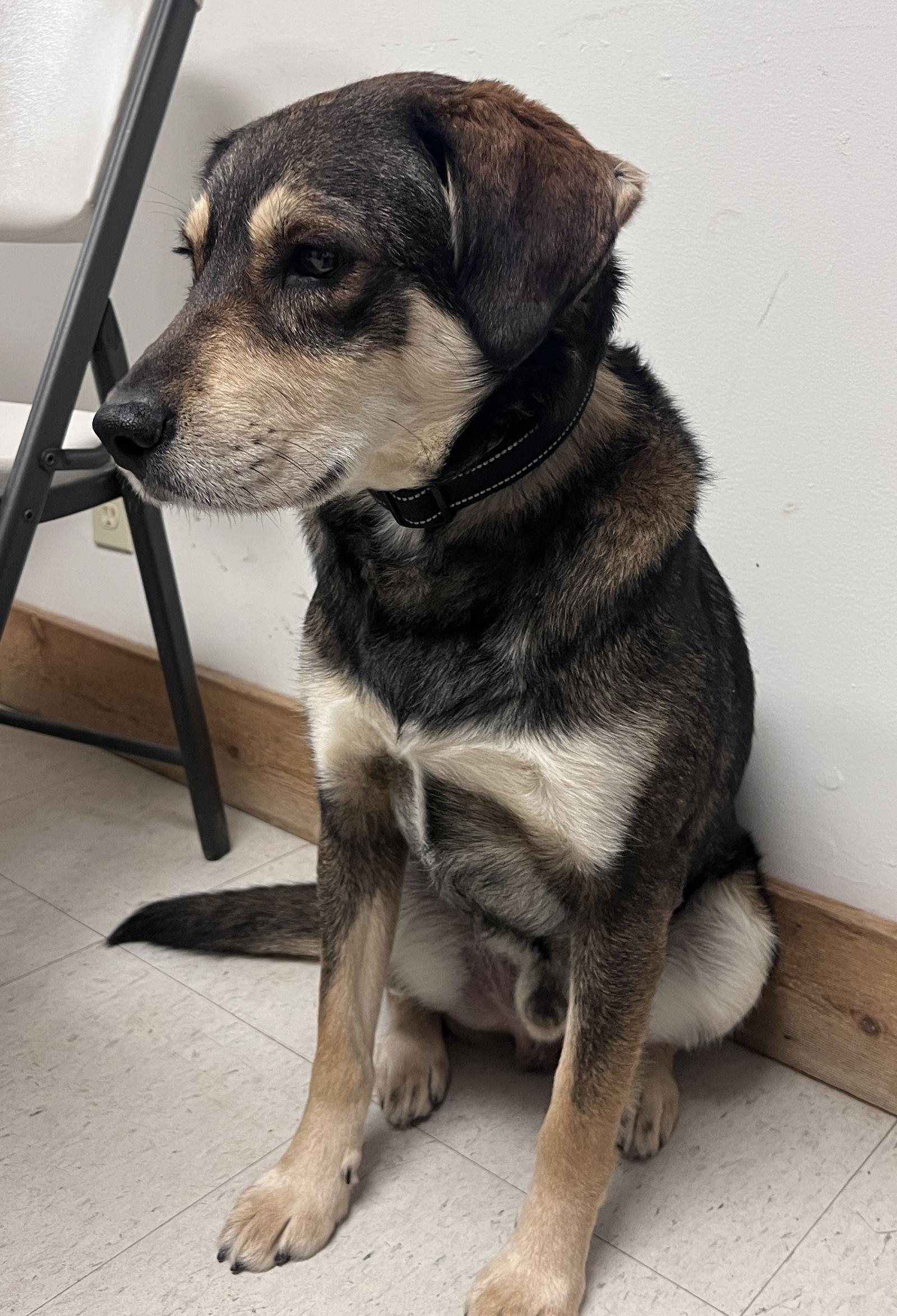 Titan, Adoptable, Adult Male Husky & Labrador Retriever.