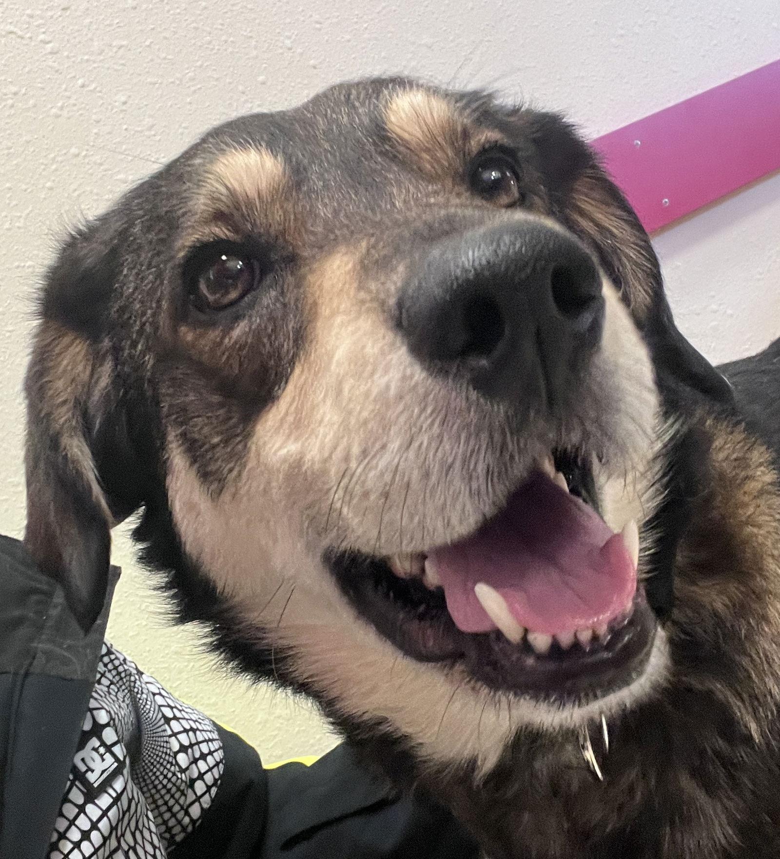 Enlarge Titan, a Adoptable mixed breed in Webster, WI image 2/3