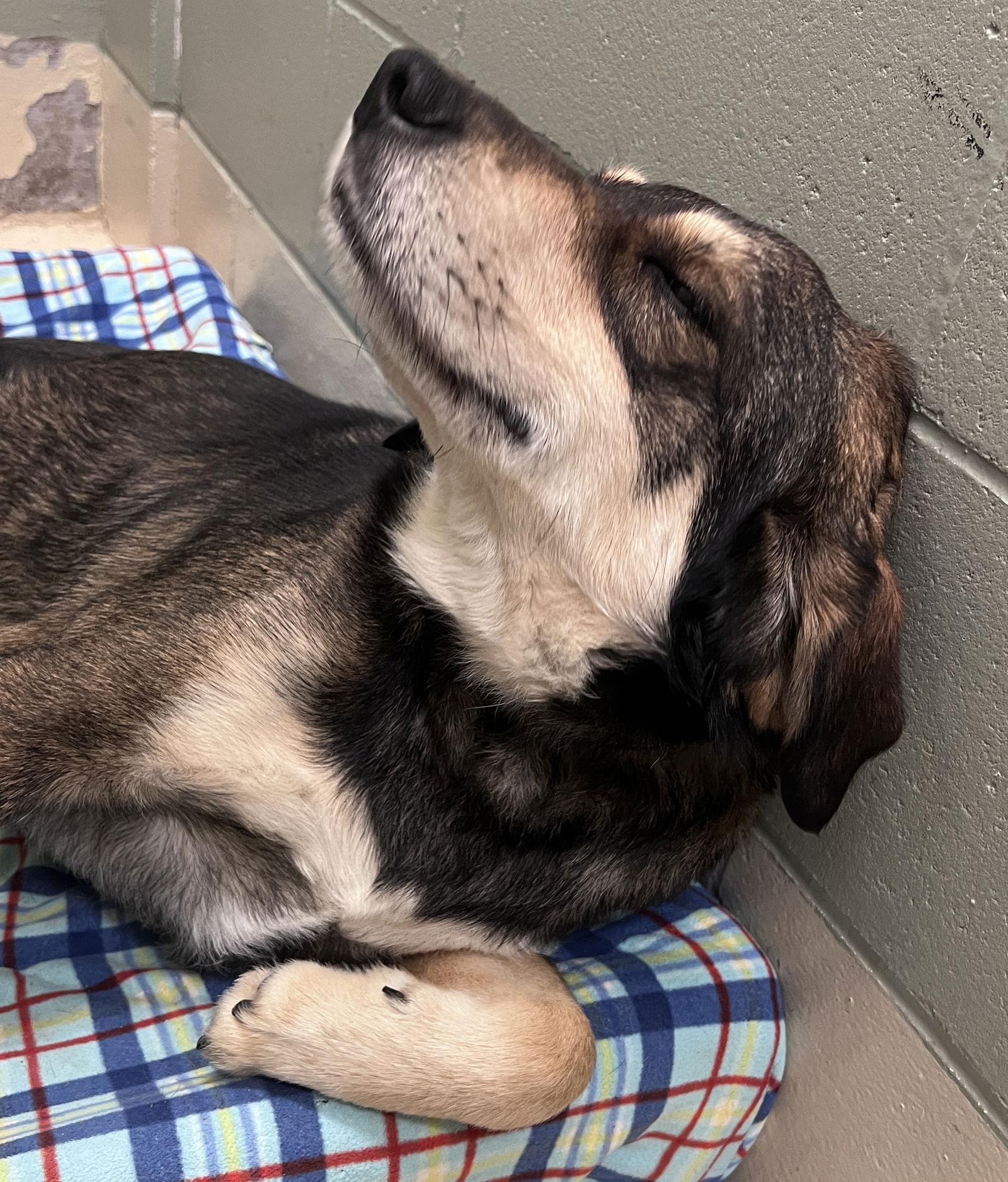 Enlarge Titan, a Adoptable mixed breed in Webster, WI image 3/3