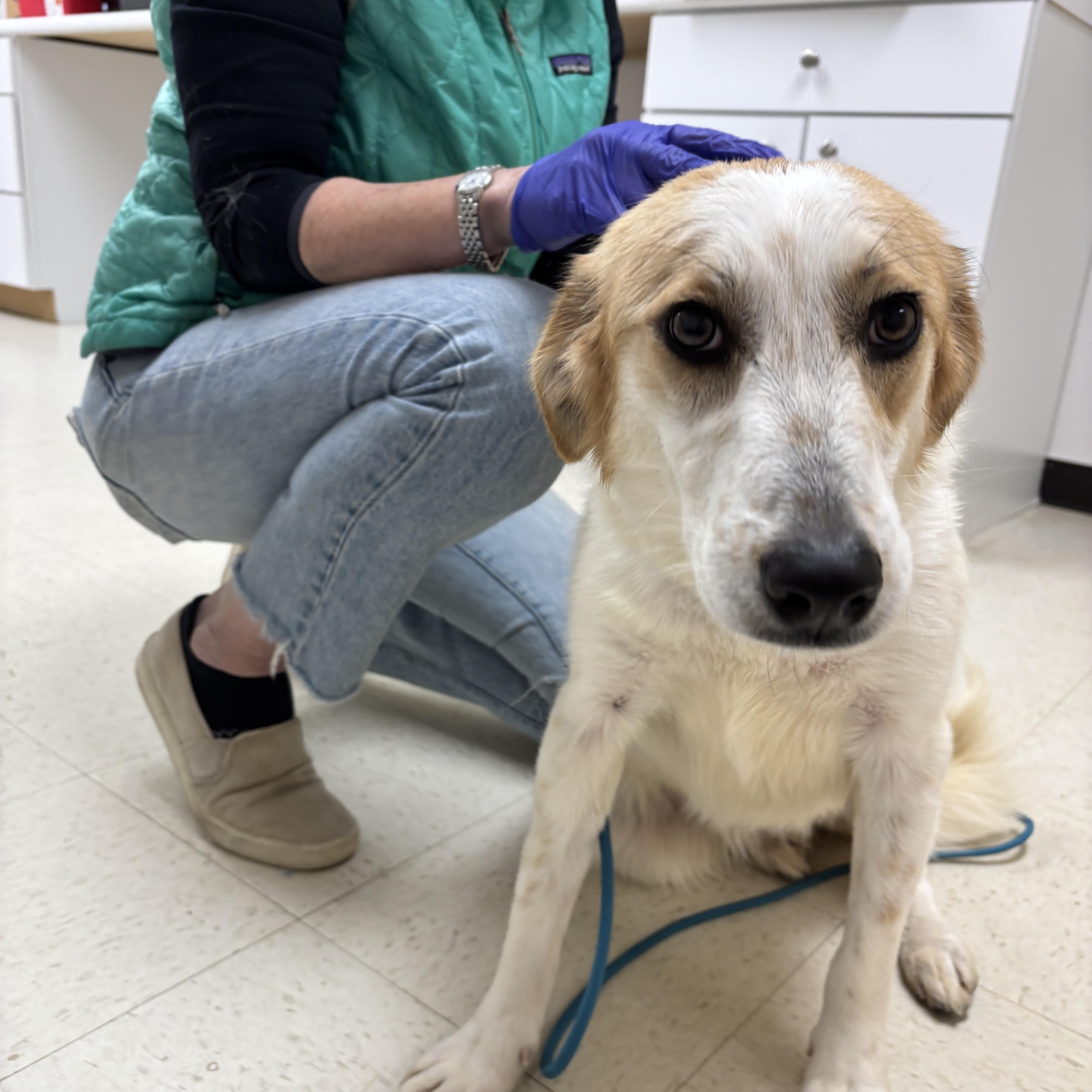 Zelda- Come Meet Me January 19th!!, Adoptable, Puppy Female Great Pyrenees & Australian Cattle Dog / Blue Heeler.