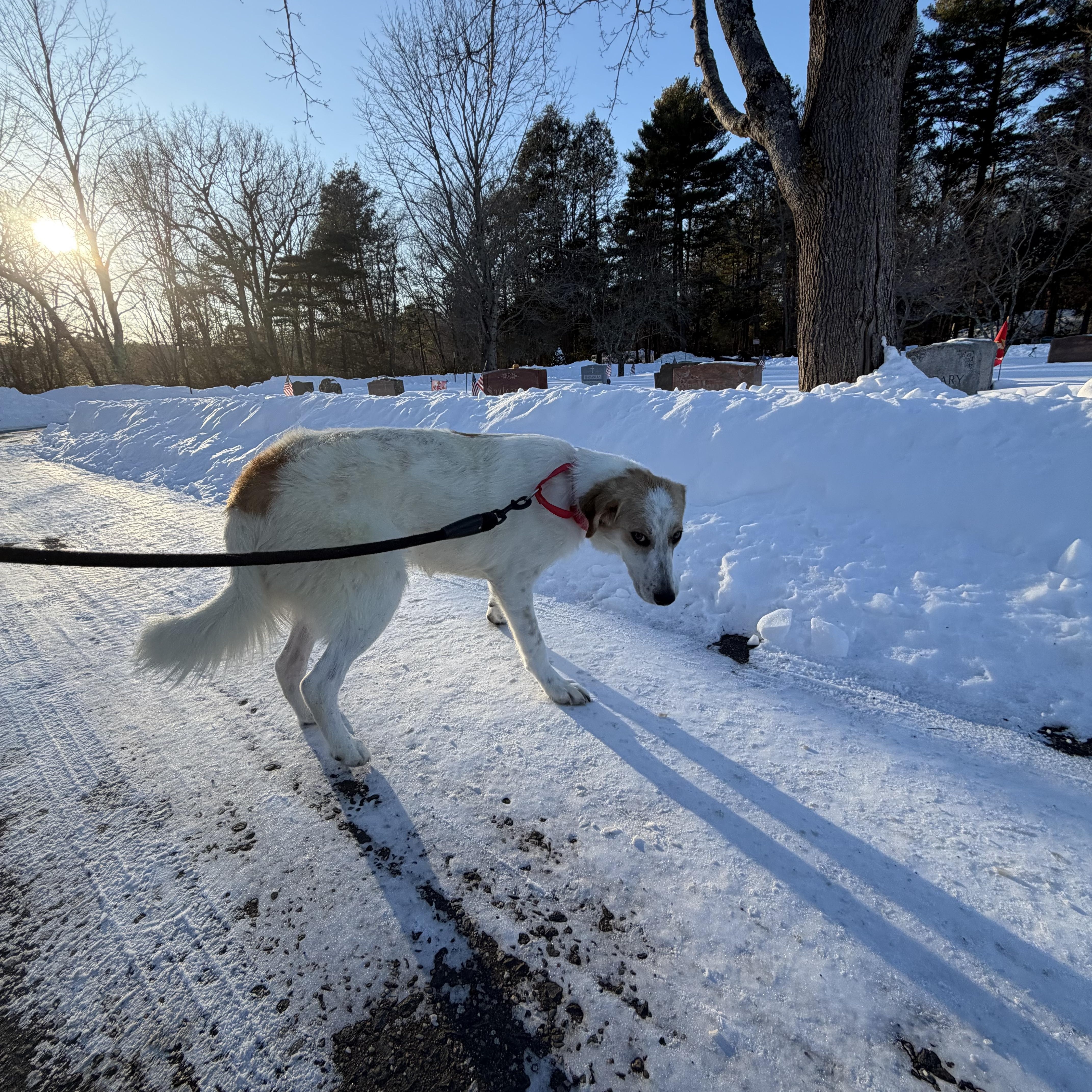 Enlarge Zelda, an adopted mixed breed in Medfield, MA image 3/6
