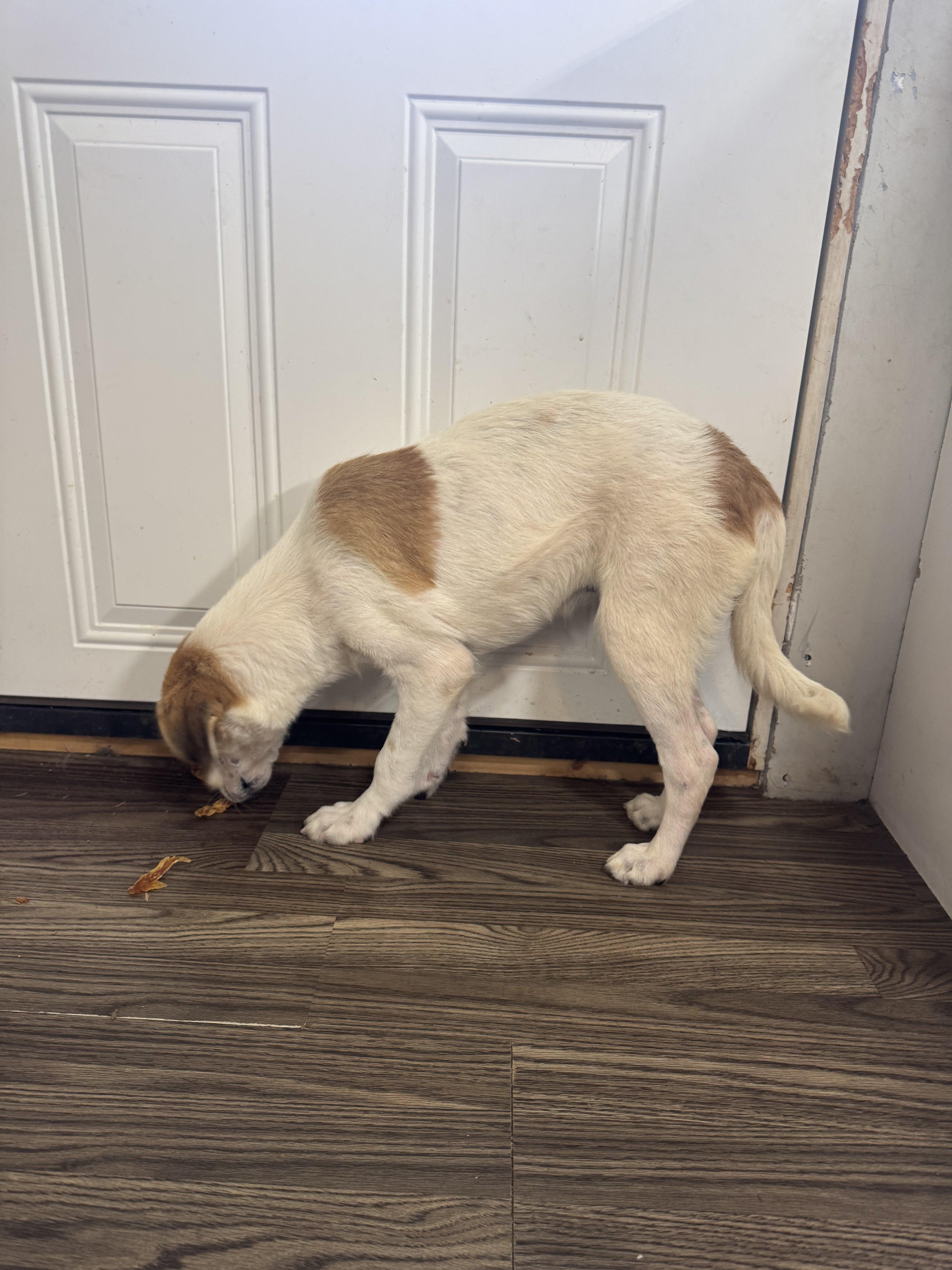 Zelda, a Adoptable mixed breed in Medfield, MA image 3/3