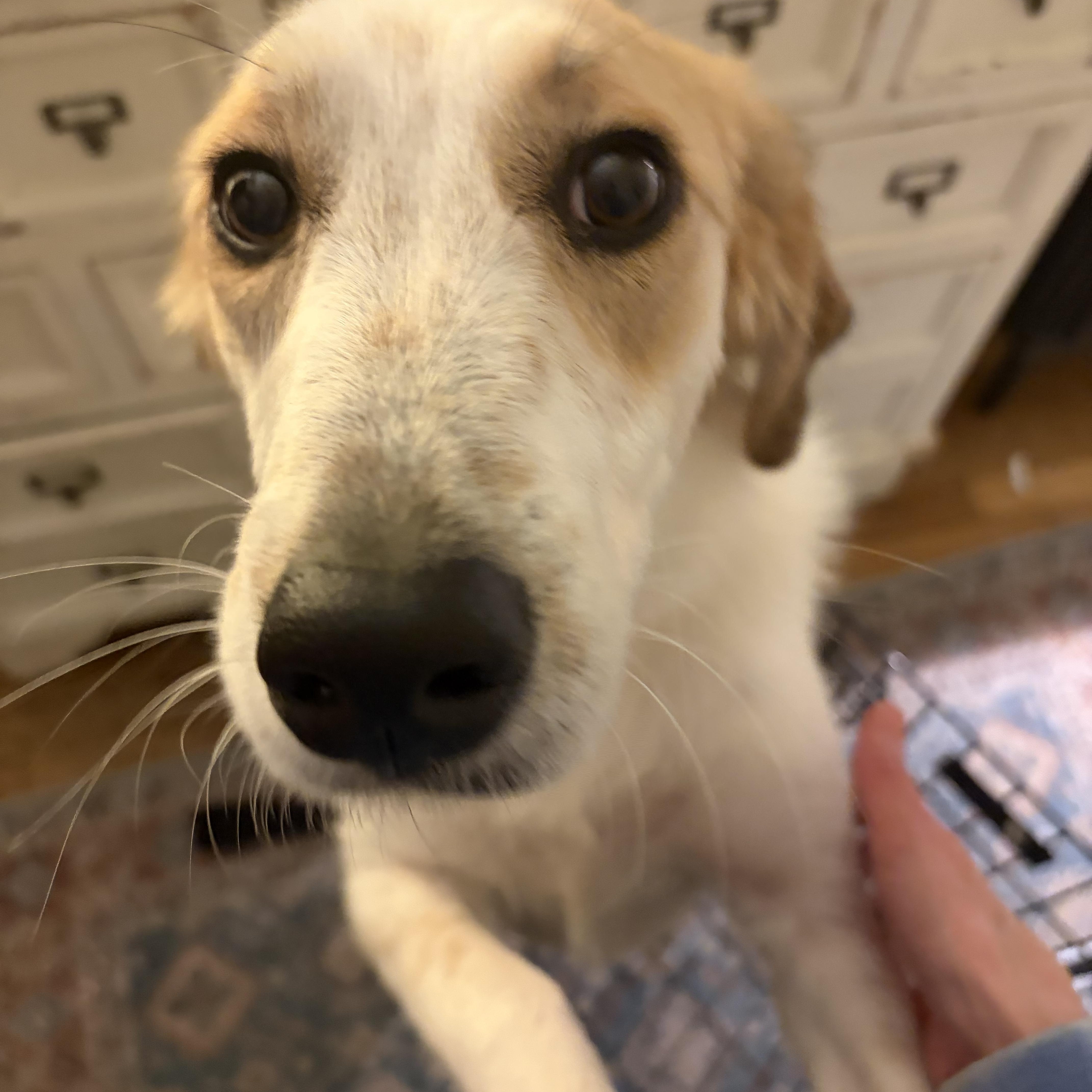 Enlarge Zelda, an adopted mixed breed in Medfield, MA image 4/6