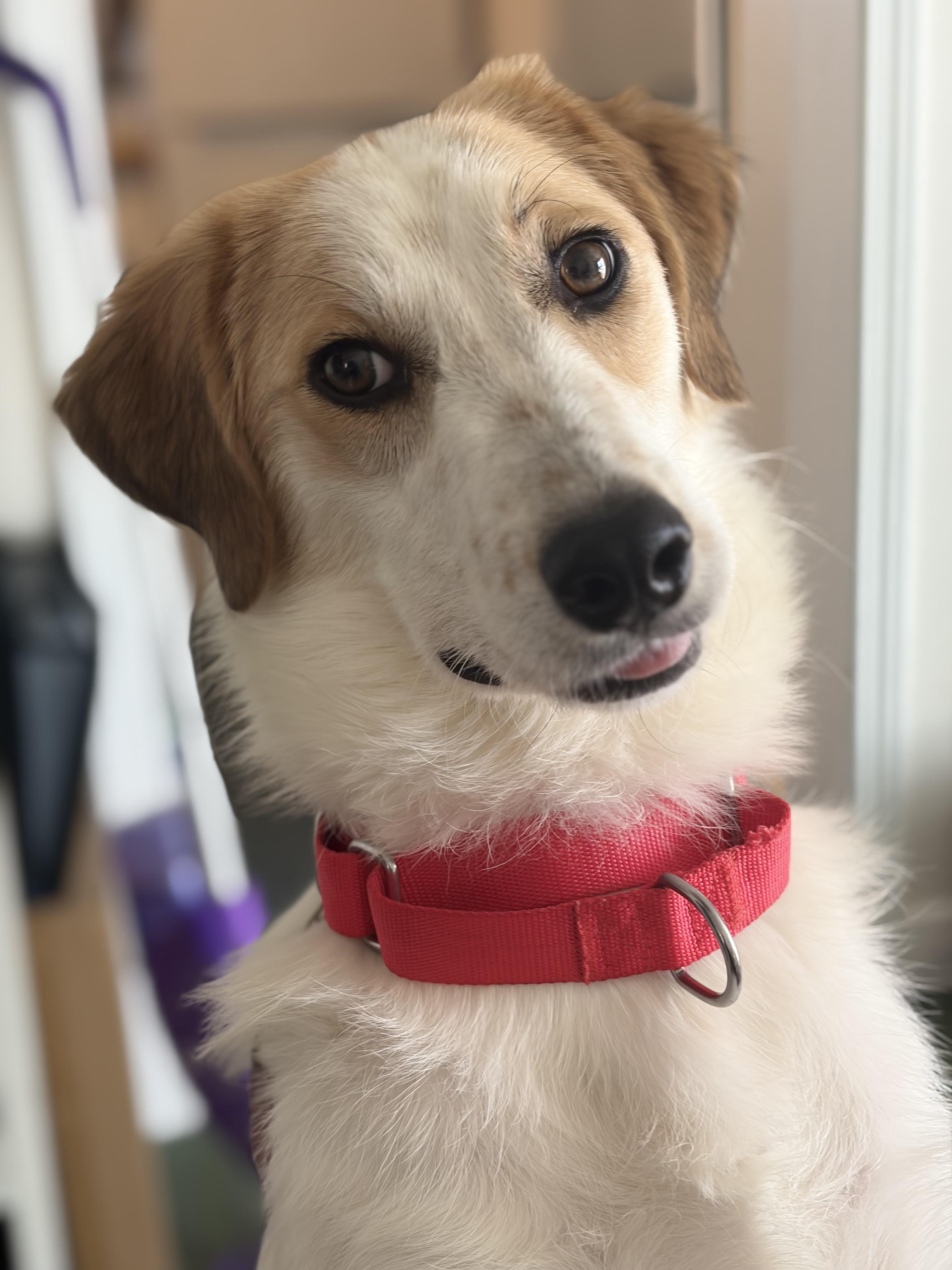 Enlarge Zelda, an adopted mixed breed in Medfield, MA image 1/6