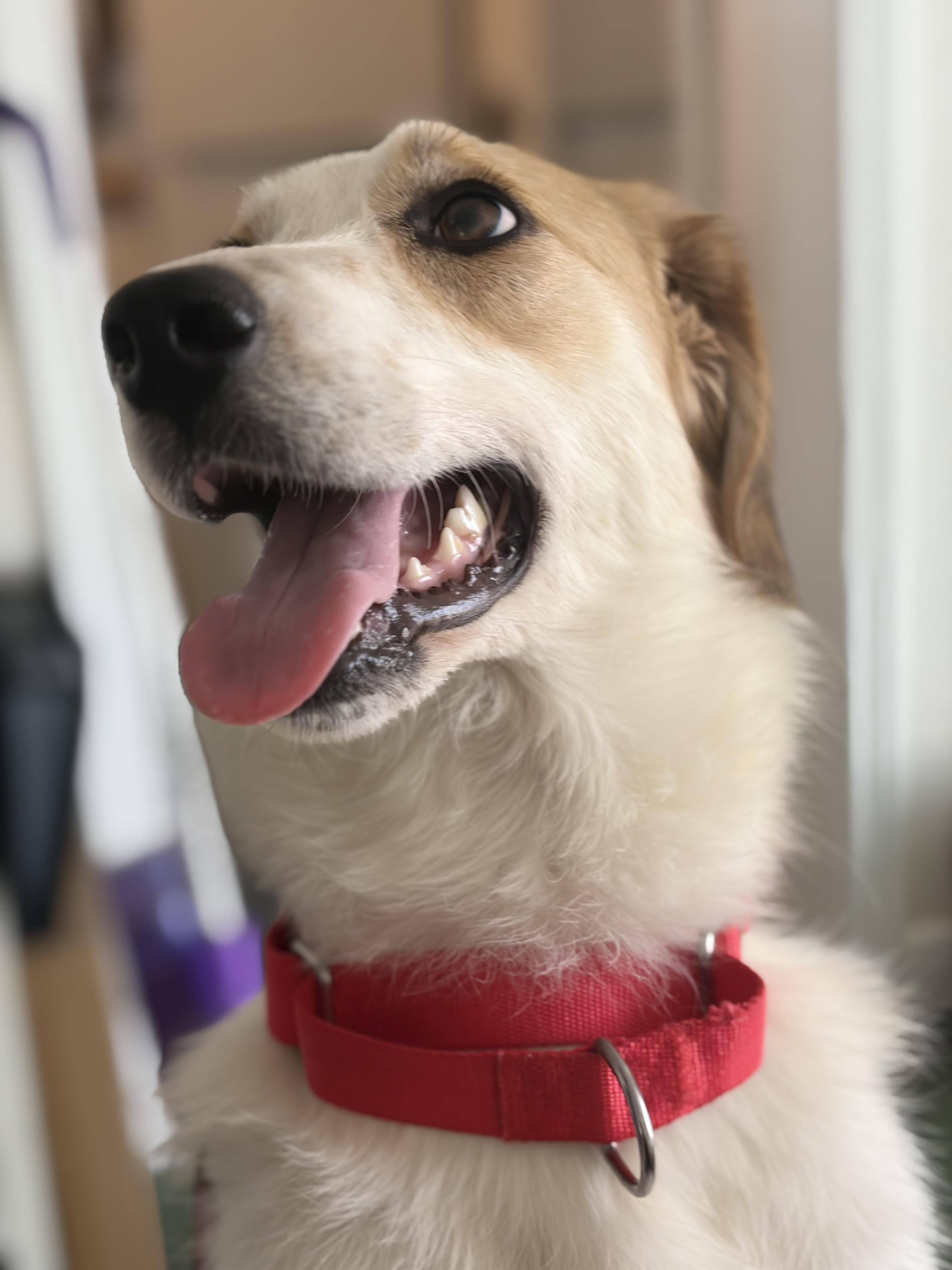 Enlarge Zelda, an adopted mixed breed in Medfield, MA image 2/6