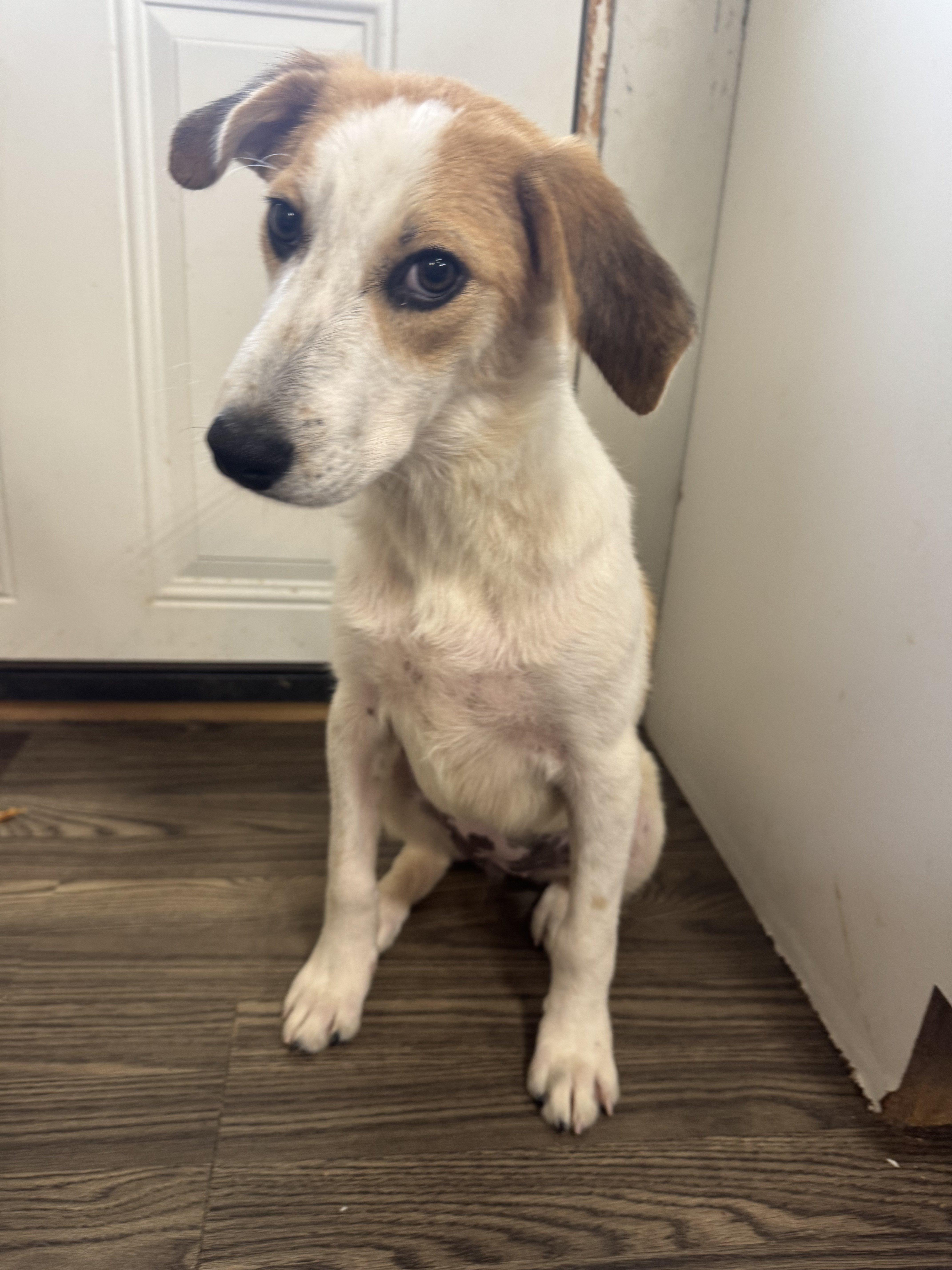 Zelda, Adoptable, Young Female Hound.