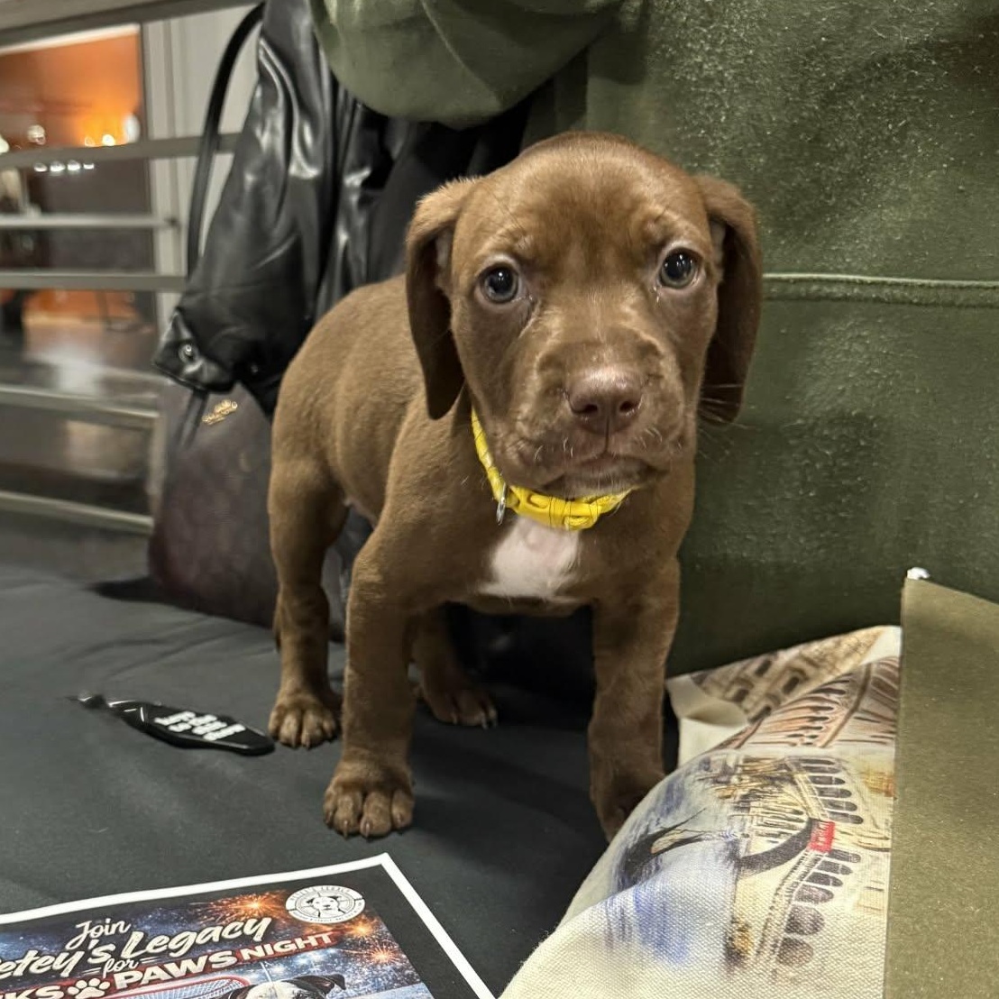 Enlarge Lady Georgia, a ADOPTABLE mixed breed in Schenectady, NY image 2/2