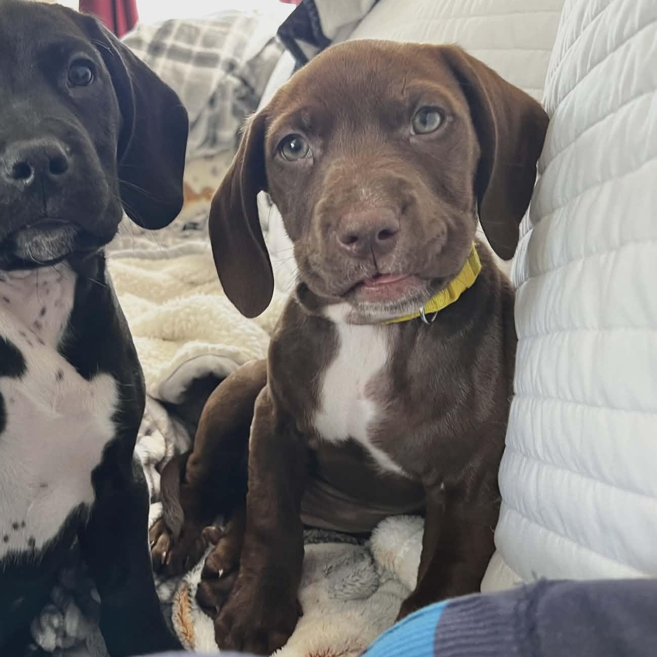 Enlarge Lady Georgia, an adopted mixed breed in Schenectady, NY image 5/5