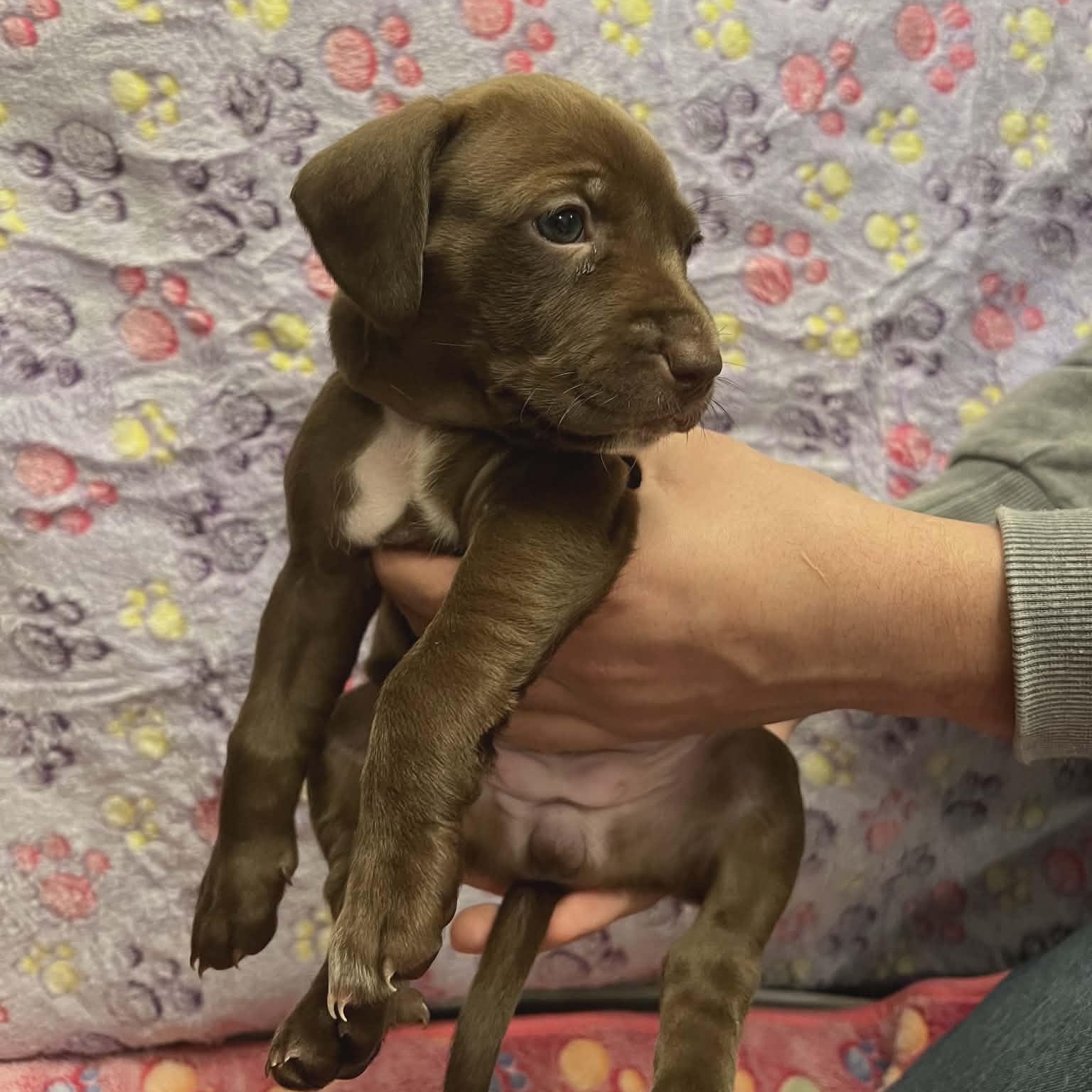 Lady Georgia, ADOPTABLE, Puppy Female Pit Bull Terrier.