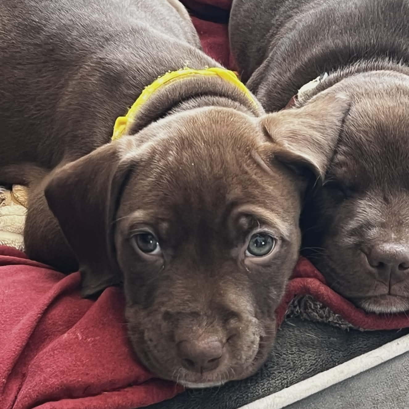 Enlarge Lady Georgia, an adopted mixed breed in Schenectady, NY image 2/5