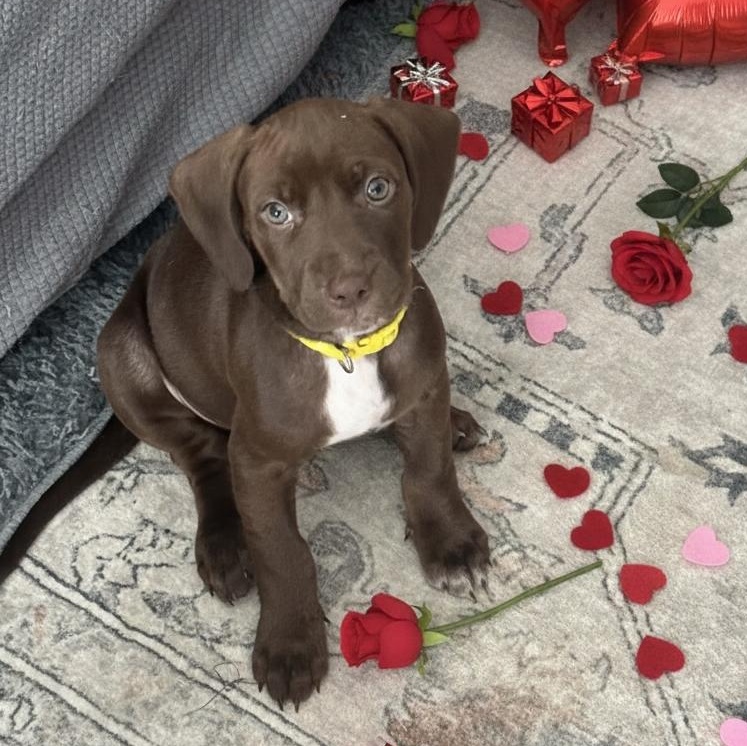 Lady Georgia, ADOPTABLE, Puppy Female Pit Bull Terrier.