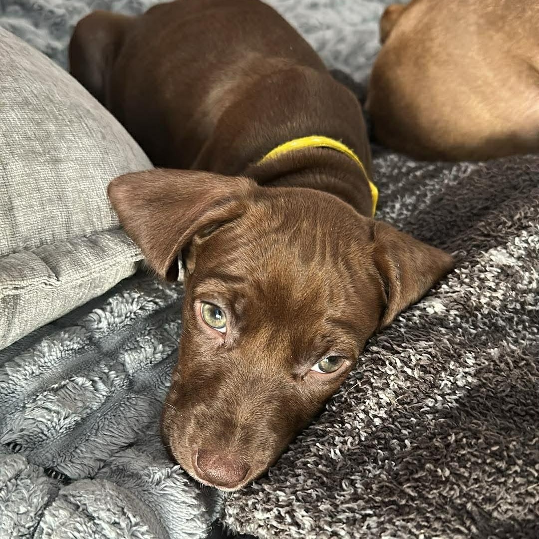 Enlarge Lady Georgia, an adopted mixed breed in Schenectady, NY image 4/5