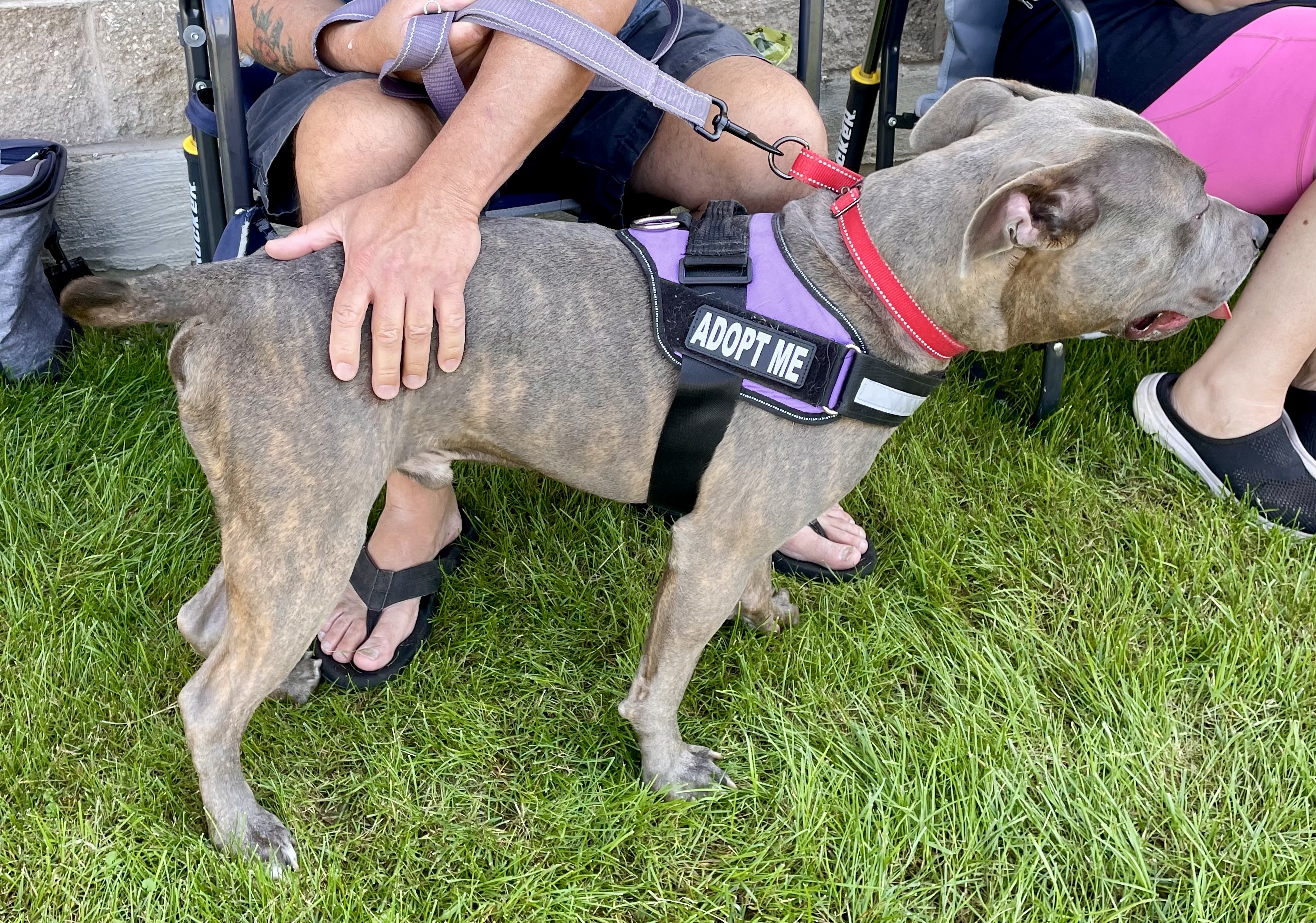 Barkley, a Adoptable mixed breed in Warren, NJ image 3/3