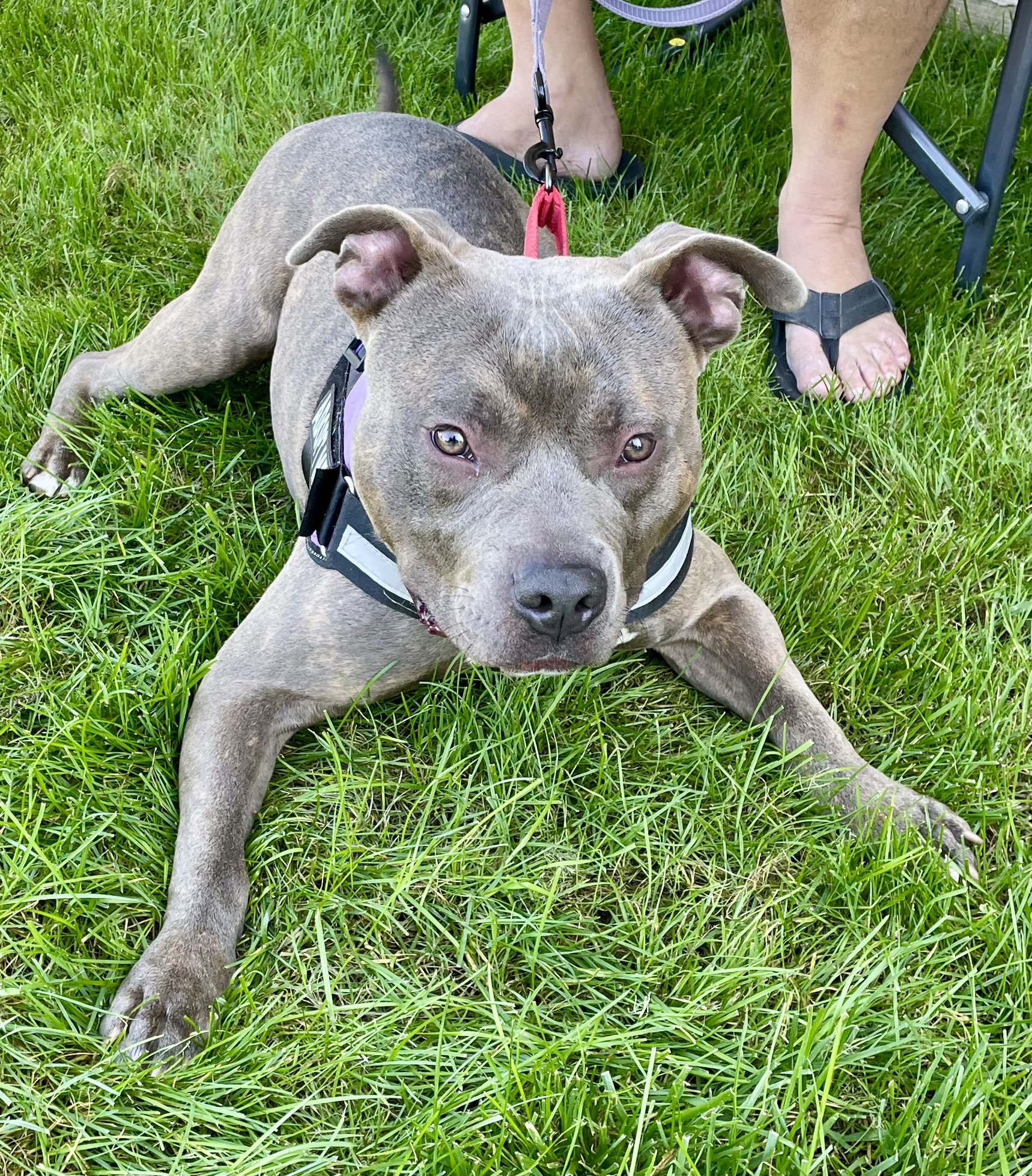 Barkley, a Adoptable mixed breed in Warren, NJ image 2/3