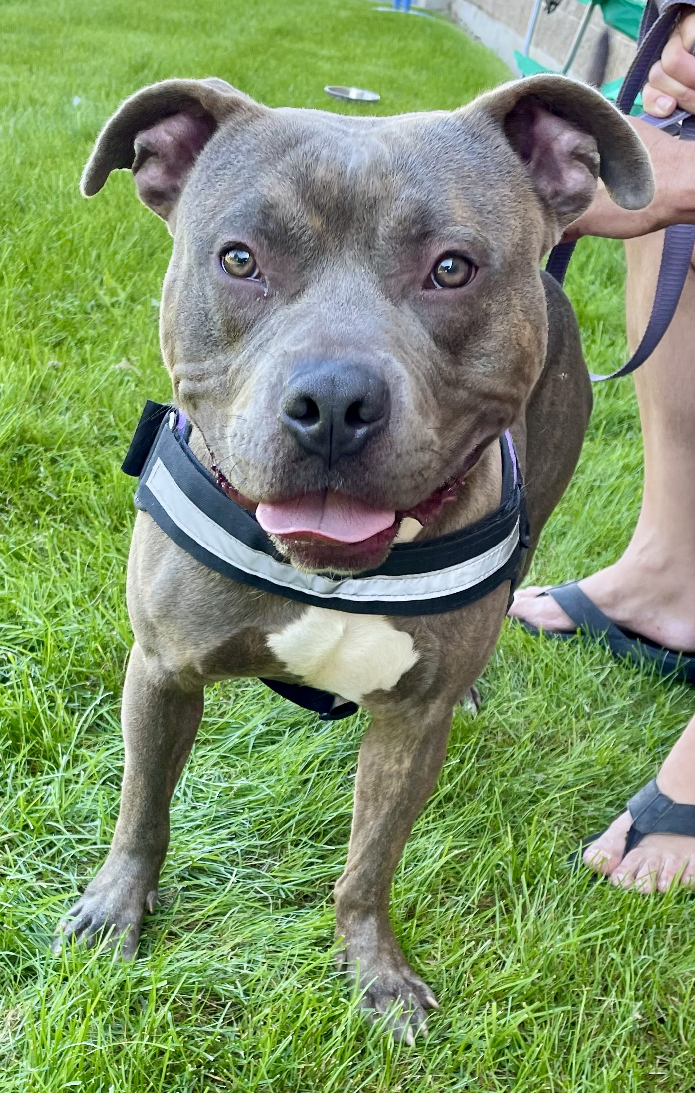 Barkley, Adoptable, Young Male Terrier.